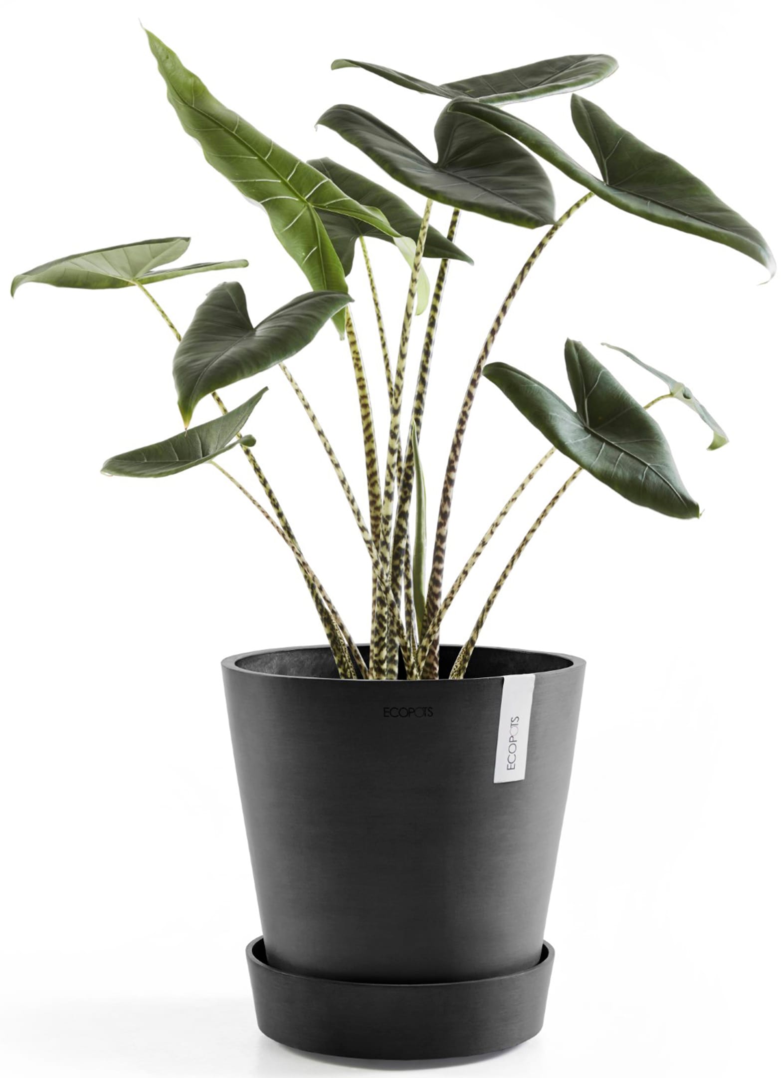 ECOPOTS Topfuntersetzer »mit Rollen 60 Dunkelgrau«, für innen und außen: frostsicher, bruchsicher und lichtbeständig