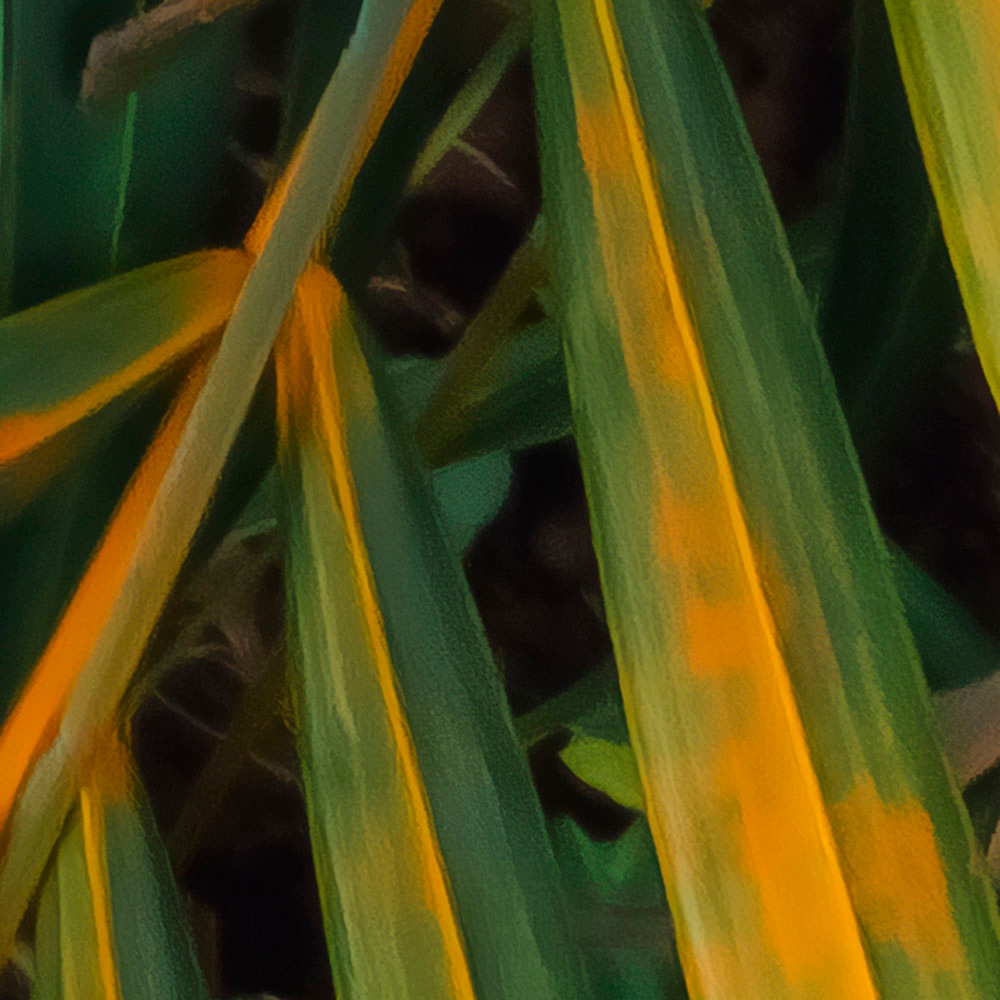 Komar Fototapete »Digitaldruck Vlies - Amazon Fern - Größe 400 x 250 cm«, bedruckt, Wohnzimmer, Schlafzimmer