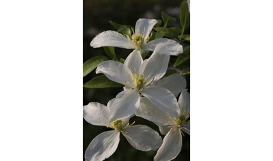 BCM Kletterpflanze »Waldrebe 'Grandiflora'«, (1 St.), Höhe: 40-60 cm, 1 Pflanze kaufen