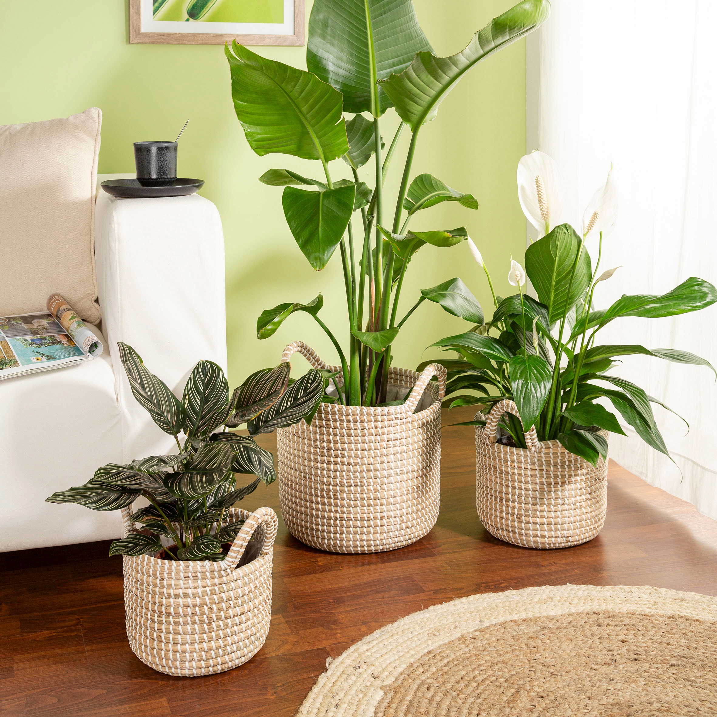 Scheurich Blumentopf »white 36/514«