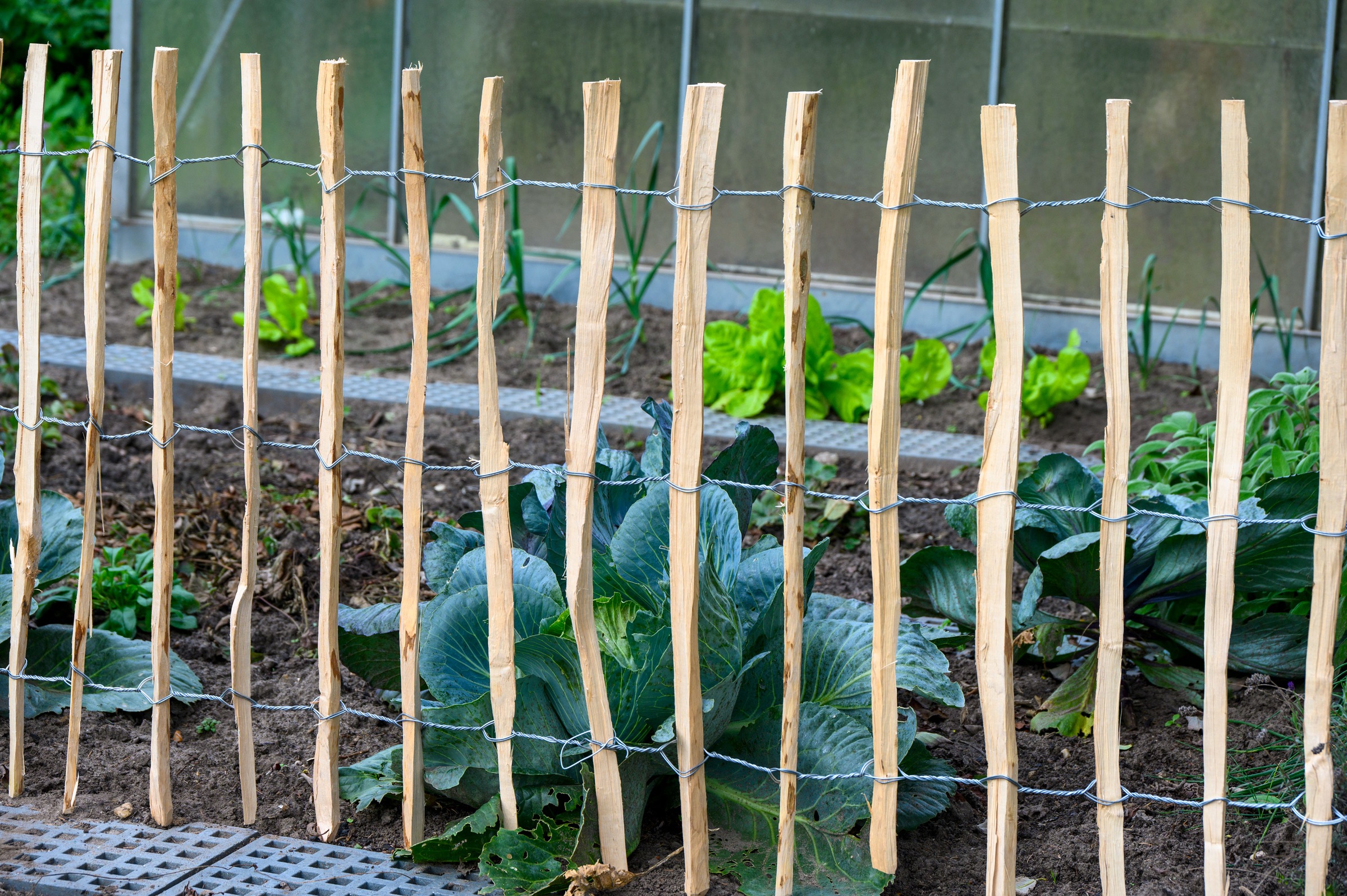 dobar Staketenzaun »aus robustem, geschältem Haselnussholz, HxL: 90x500cm«