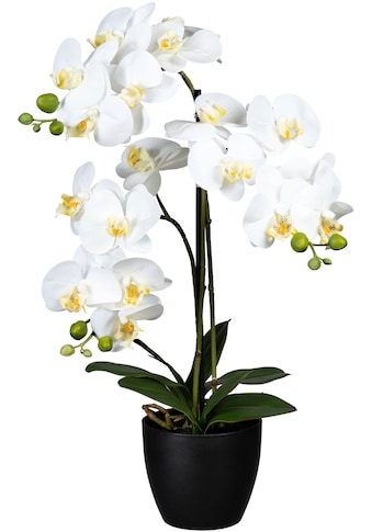 Creativ green Kunstorchidee »Phalaenopsis«, (1 St.) kaufen