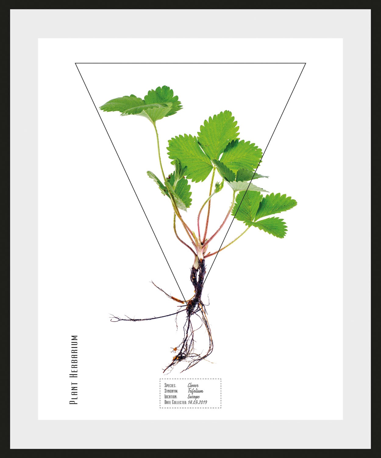 queence Bild »Clover« Pflanzen   Pflanzenbilder   Schriftzug 1 Stk. tlg. HD günstig online kaufen