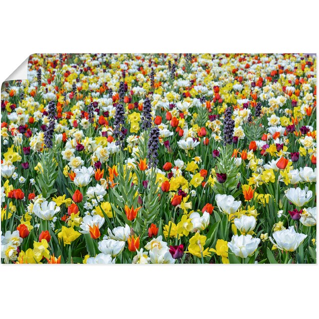 Artland Wandbild »Feld von verschiedenen Frühlingsblumen«, Blumenwiese, (1  St.), als Alubild, Leinwandbild, Wandaufkleber oder Poster in versch. Größen  auf Raten bestellen
