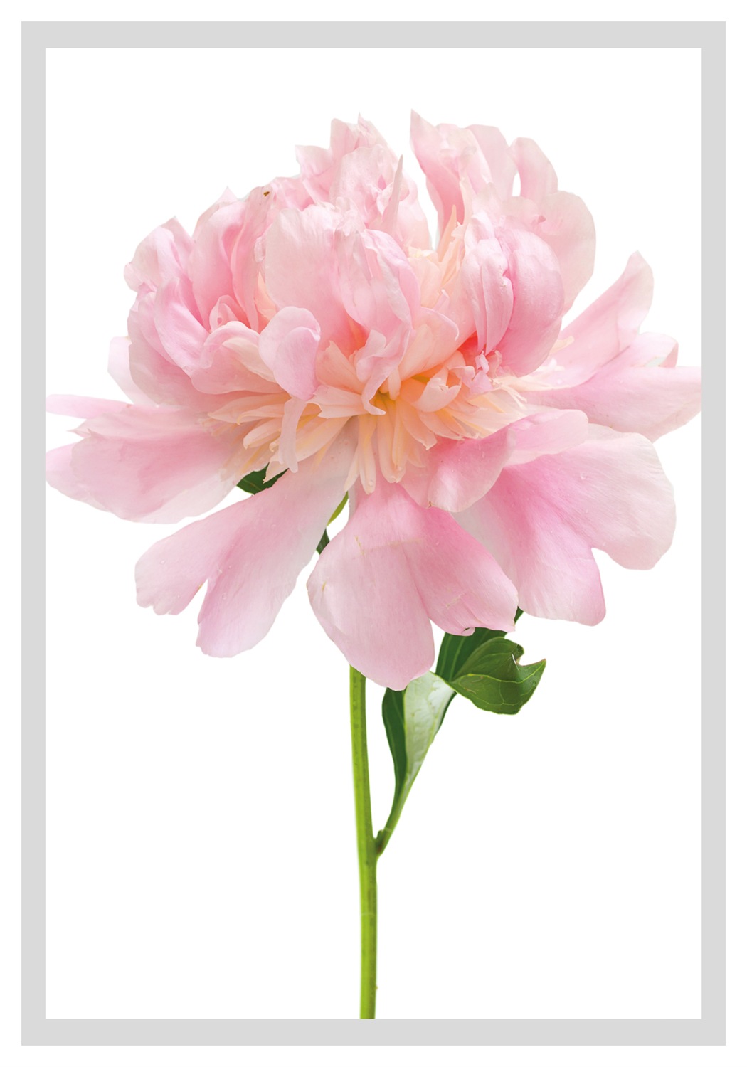 queence Bild »Beate«, Blumen, Rosen, gerahmt günstig online kaufen