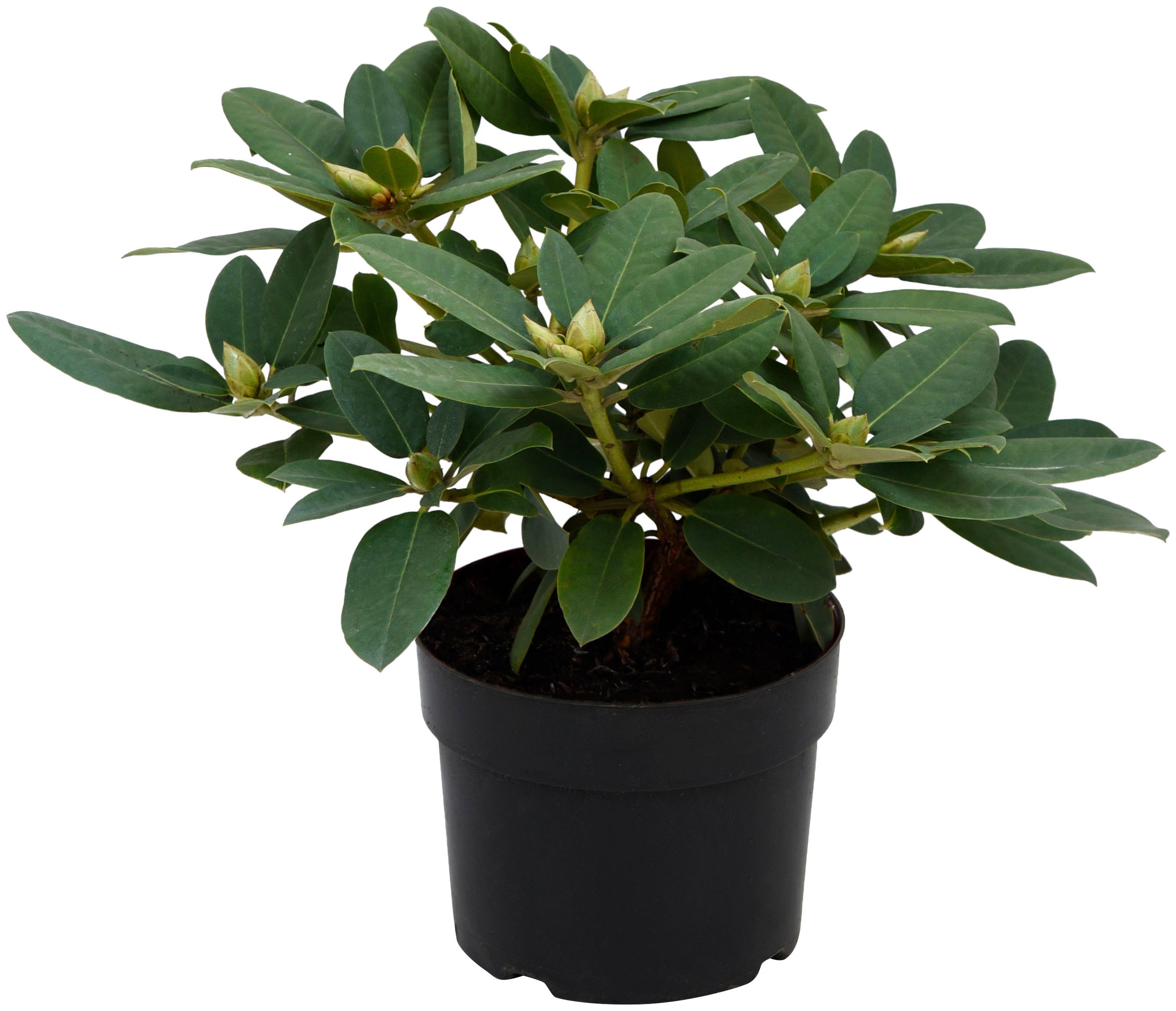 BCM Zierstrauch »Rhododendron«, (1 St.), in verschiedenen Stückzahlen erhältlich kaufen