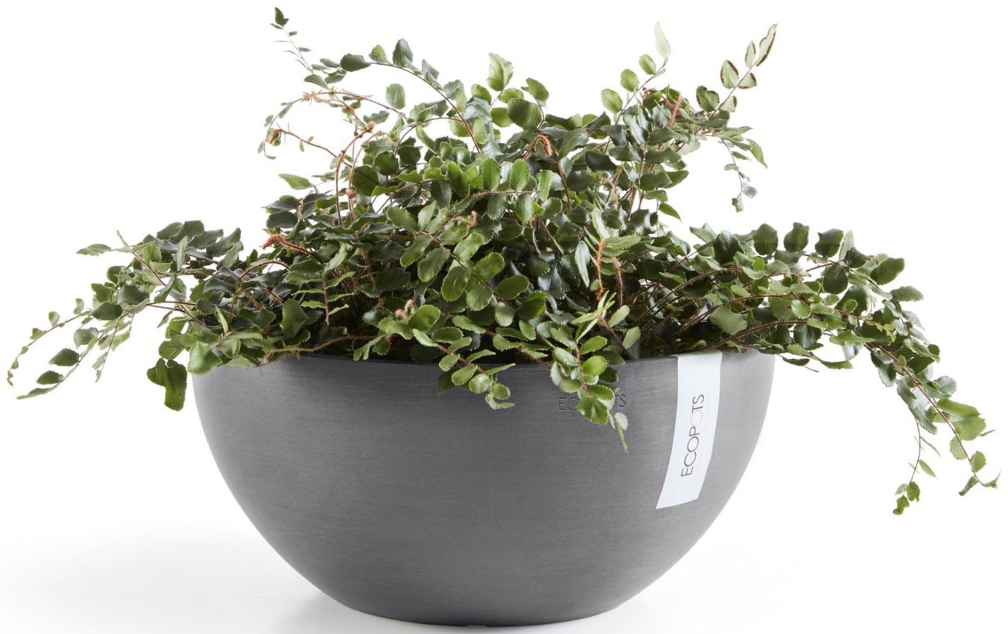 ECOPOTS Blumentopf »BRUSSELS Grey« BxTxH: 25x25x12 cm