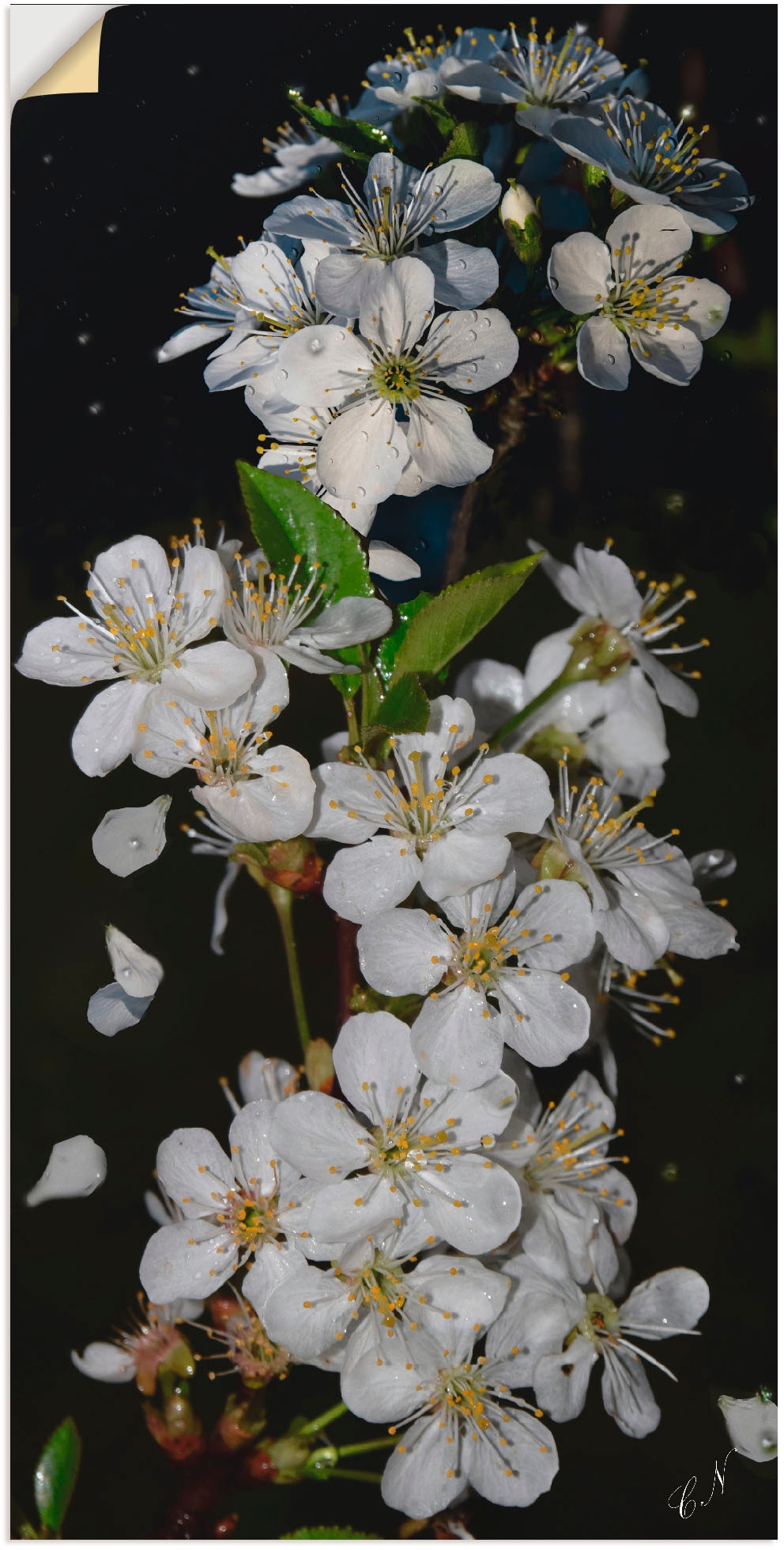 Artland Wandbild »Baumblüte«, Blumen, (1 St.), als Leinwandbild, Poster, Wa günstig online kaufen