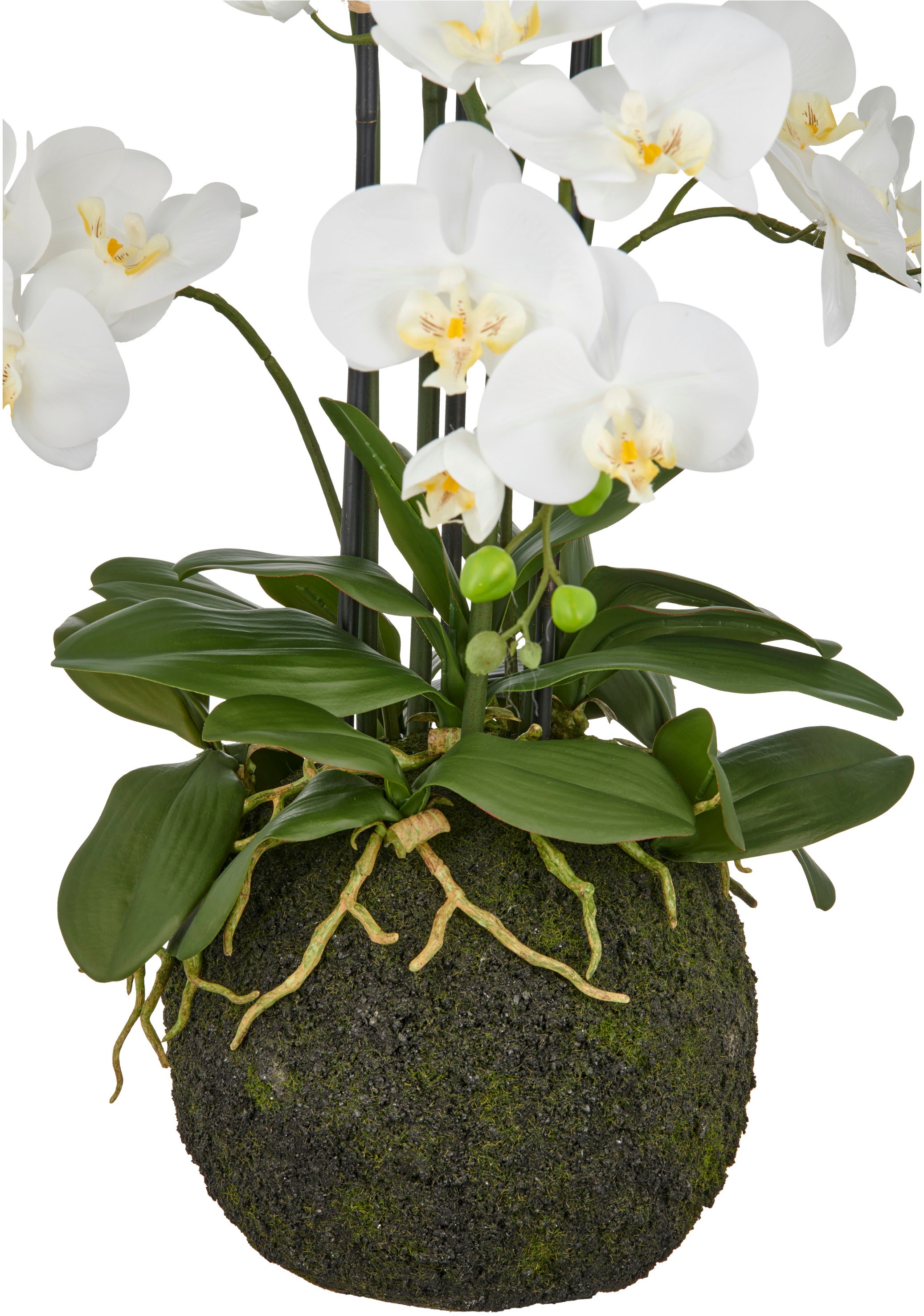 Creativ green Kunstorchidee »Orchidee Phalaenopsis« mit künstlichem Erdball günstig online kaufen