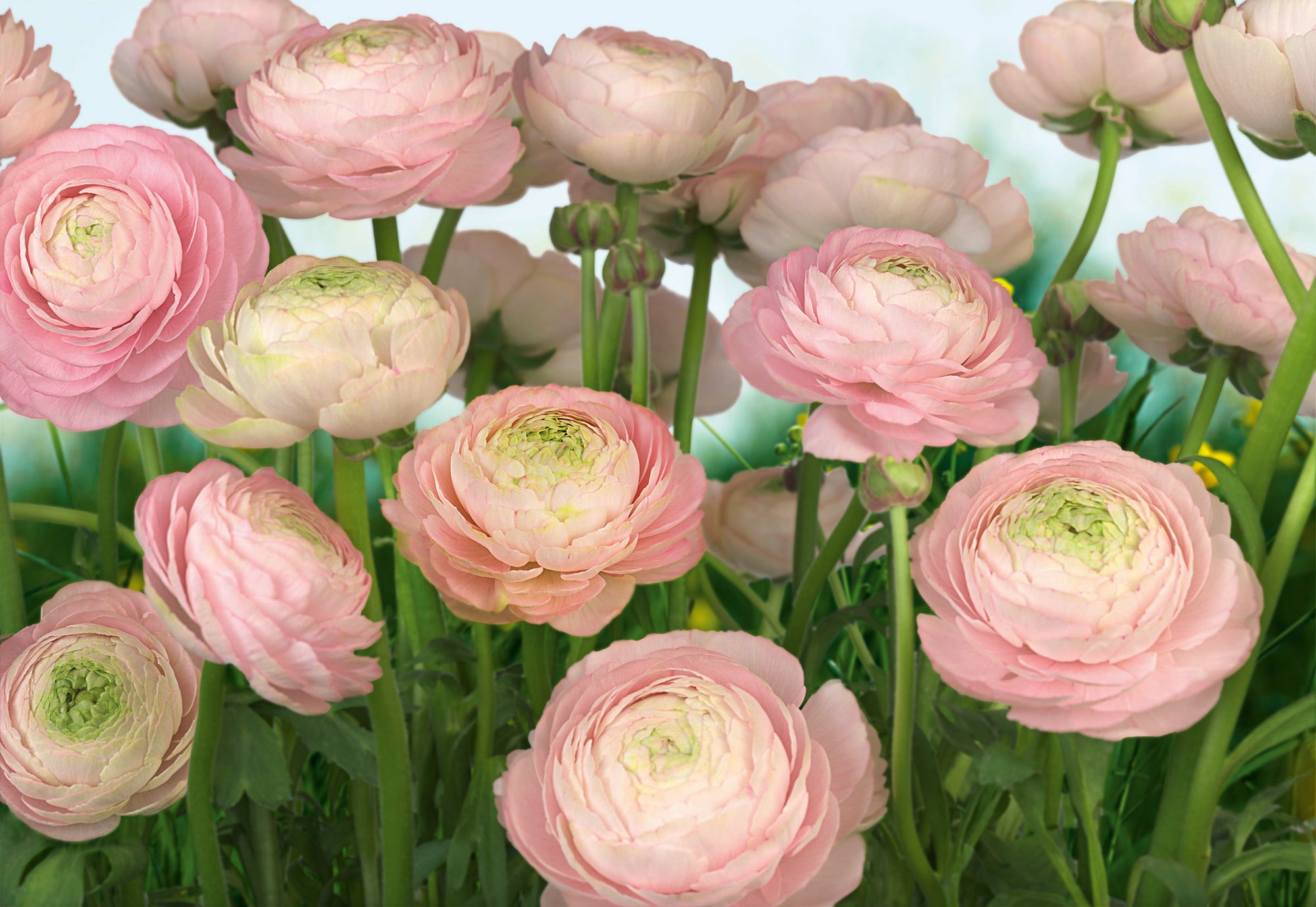 Komar Fototapete »Gentle Rosé«, 368x254 cm (Breite x Höhe) günstig online kaufen