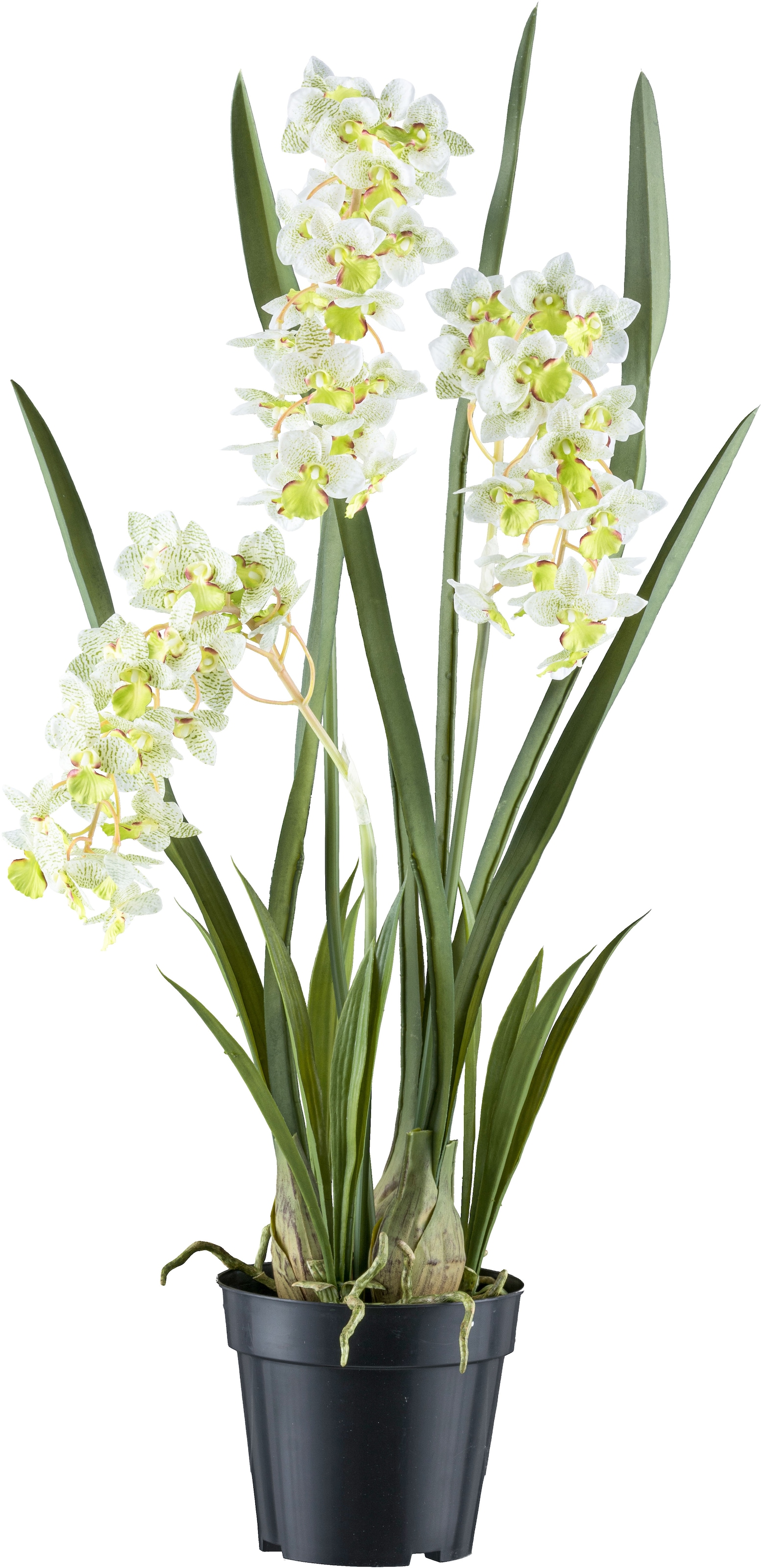 Creativ green Kunstorchidee »Orchidee Cymbidie orientalis«, mit zahlreichen günstig online kaufen