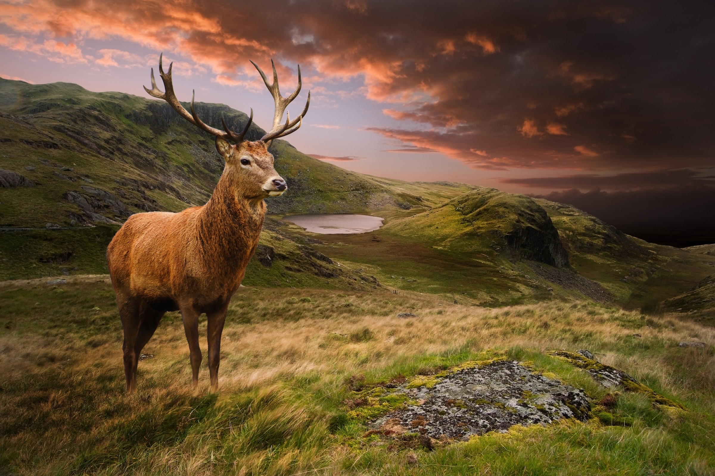 Papermoon Fototapete »Red Deer« glatt günstig online kaufen