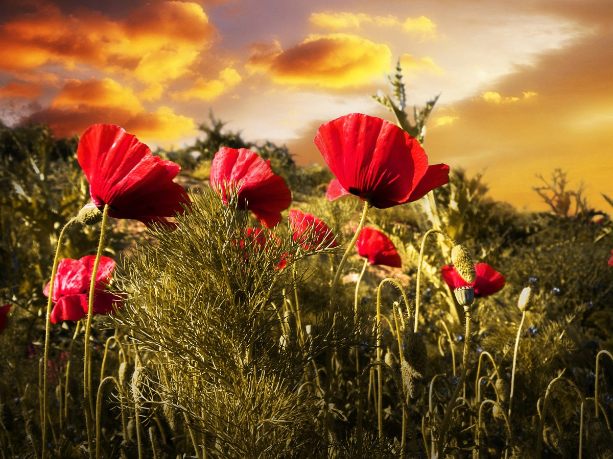 Papermoon Fototapete »Blumenwiese« günstig online kaufen