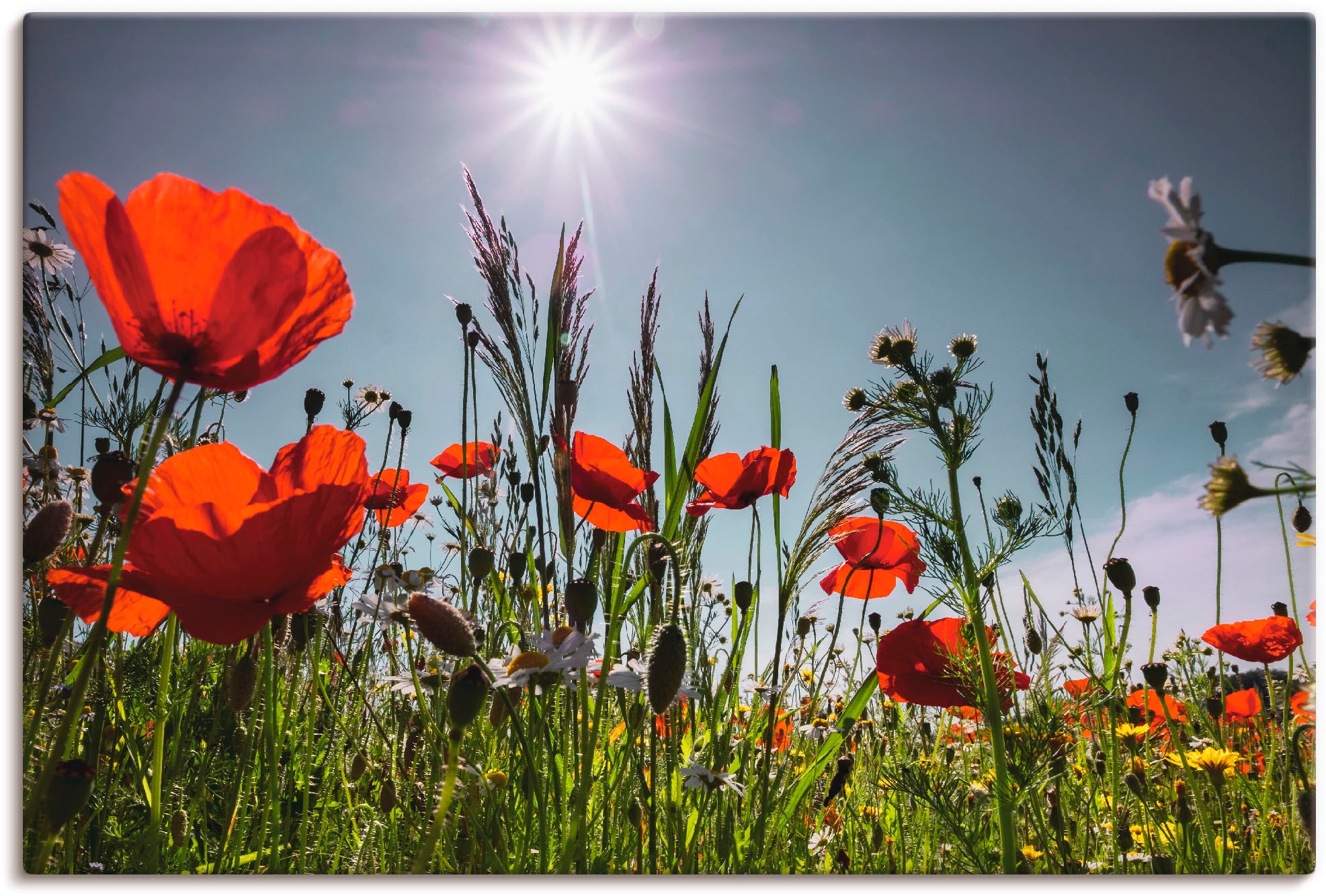 Artland Wandbild "Mohnblumenwiese", Blumenwiese, (1 St.), als Alubild, Outd günstig online kaufen