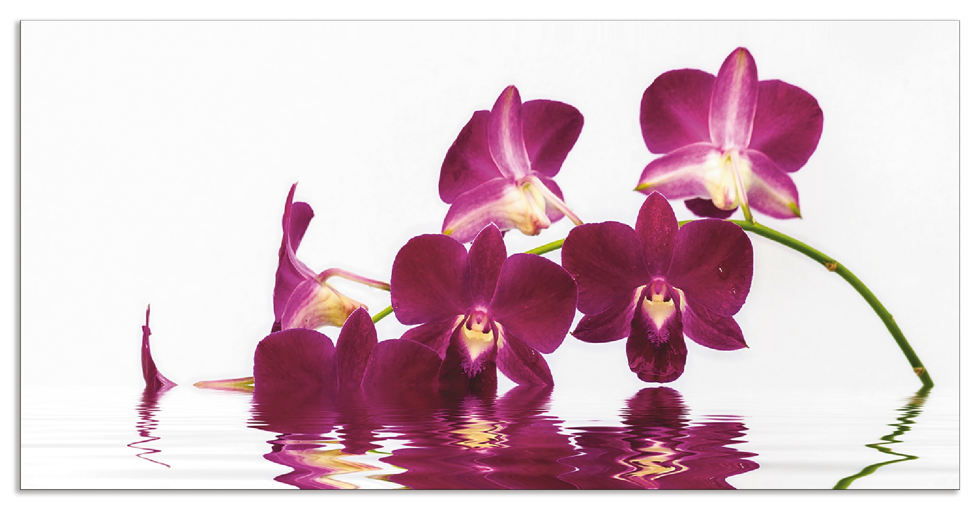 Artland Küchenrückwand »Phalaenopsis Orchidee«, (1 tlg.), Alu Spritzschutz günstig online kaufen