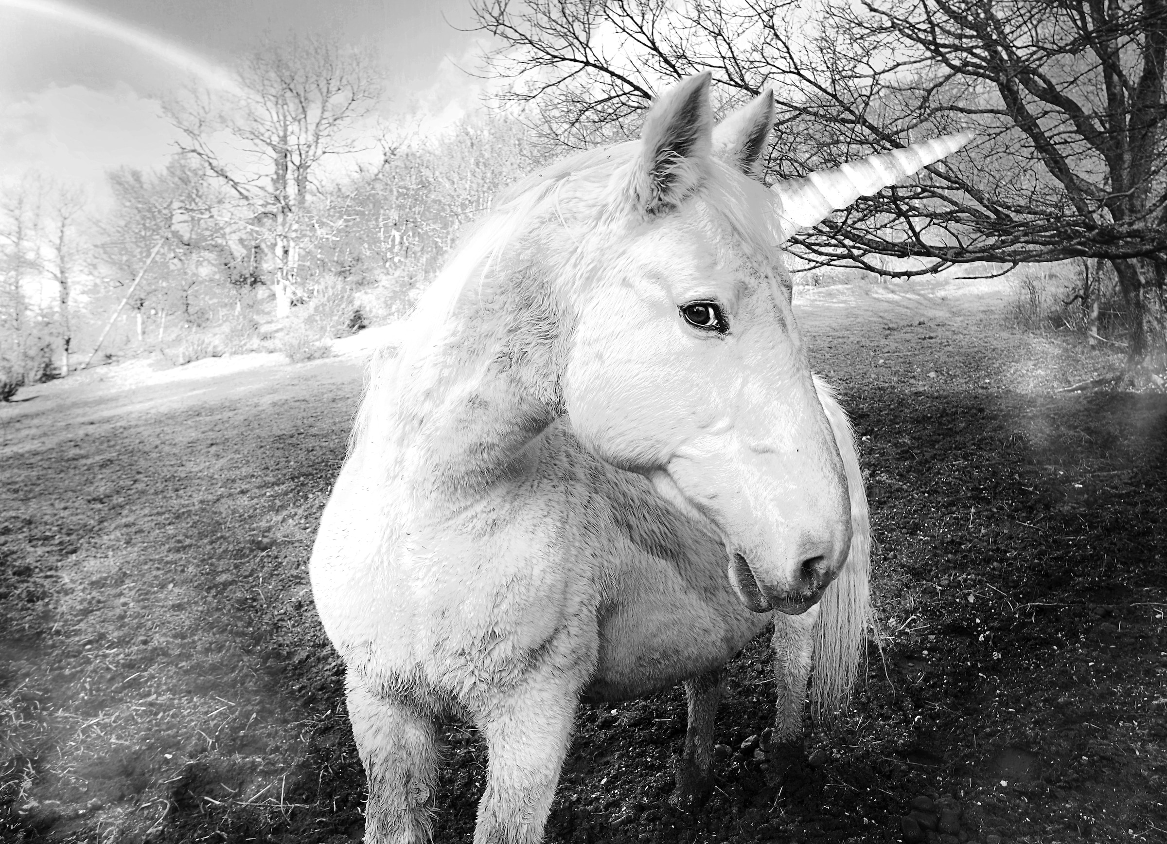 Papermoon Fototapete »Einhorn Schwarz & Weiß« günstig online kaufen