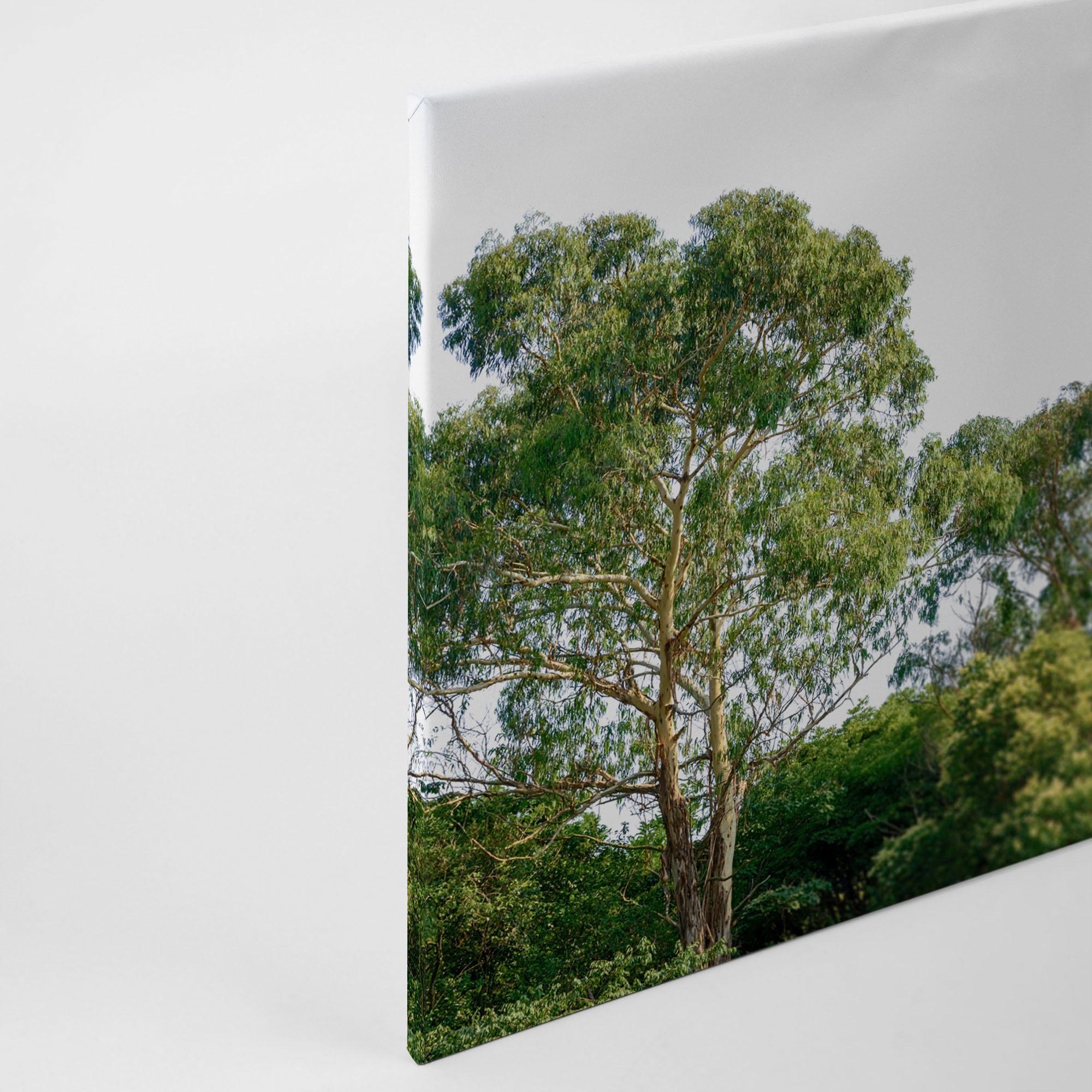 A.S. Création Leinwandbild »Treetop«, Kunst-Wald-Kinder, (1 St.), Baumkronen Keilrahmen Wald Leinwand-Bild Wohnzimmer modern Wandbild