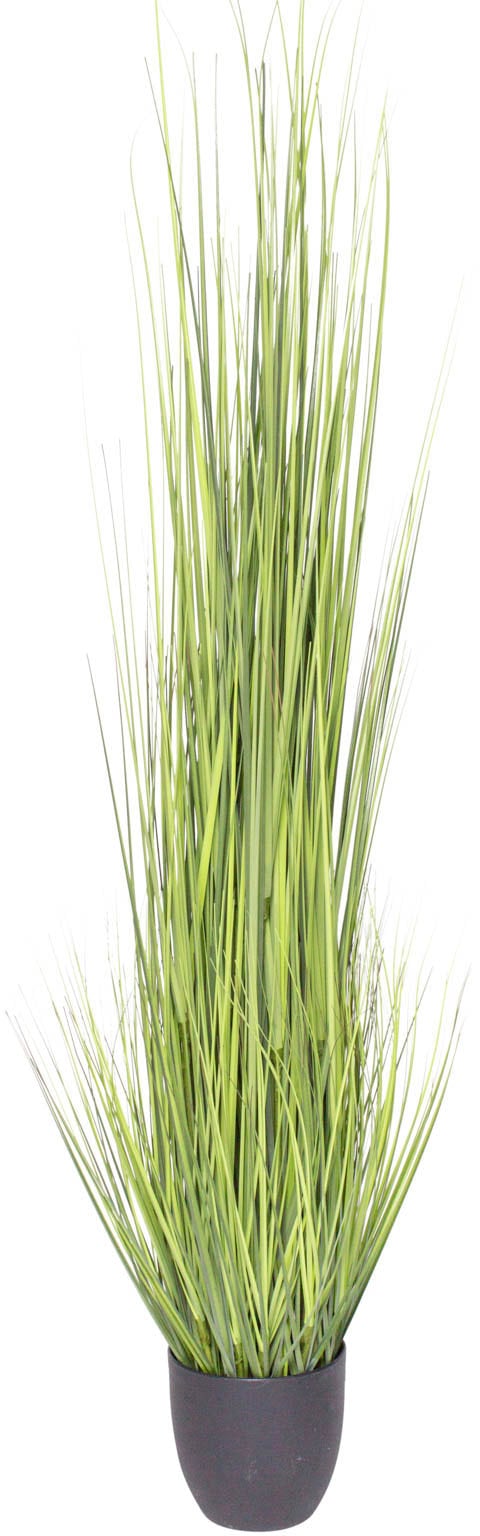 Botanic-Haus Kunstgras »Gras Festuca« günstig online kaufen