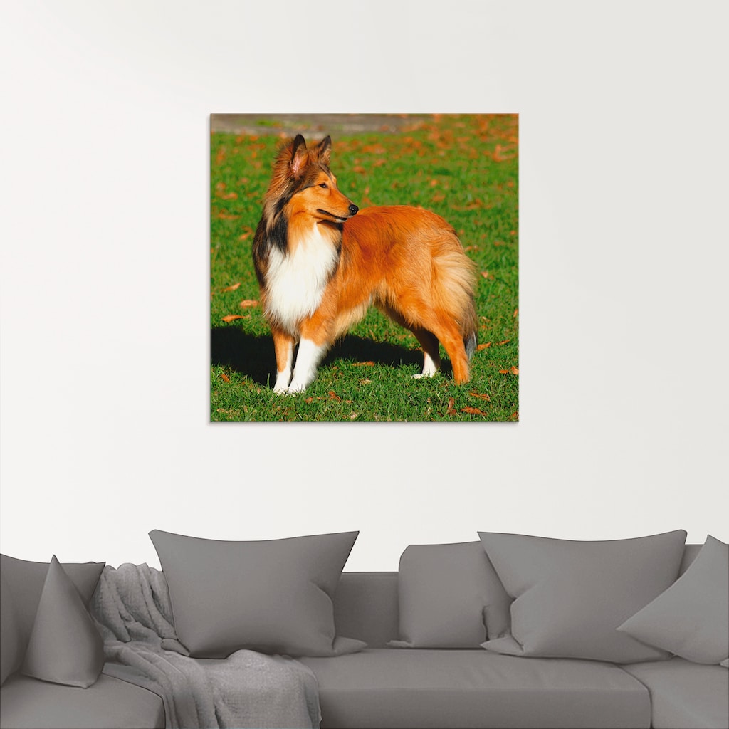 Artland Glasbild »Amerikanischer Collie«, Haustiere, (1 St.)