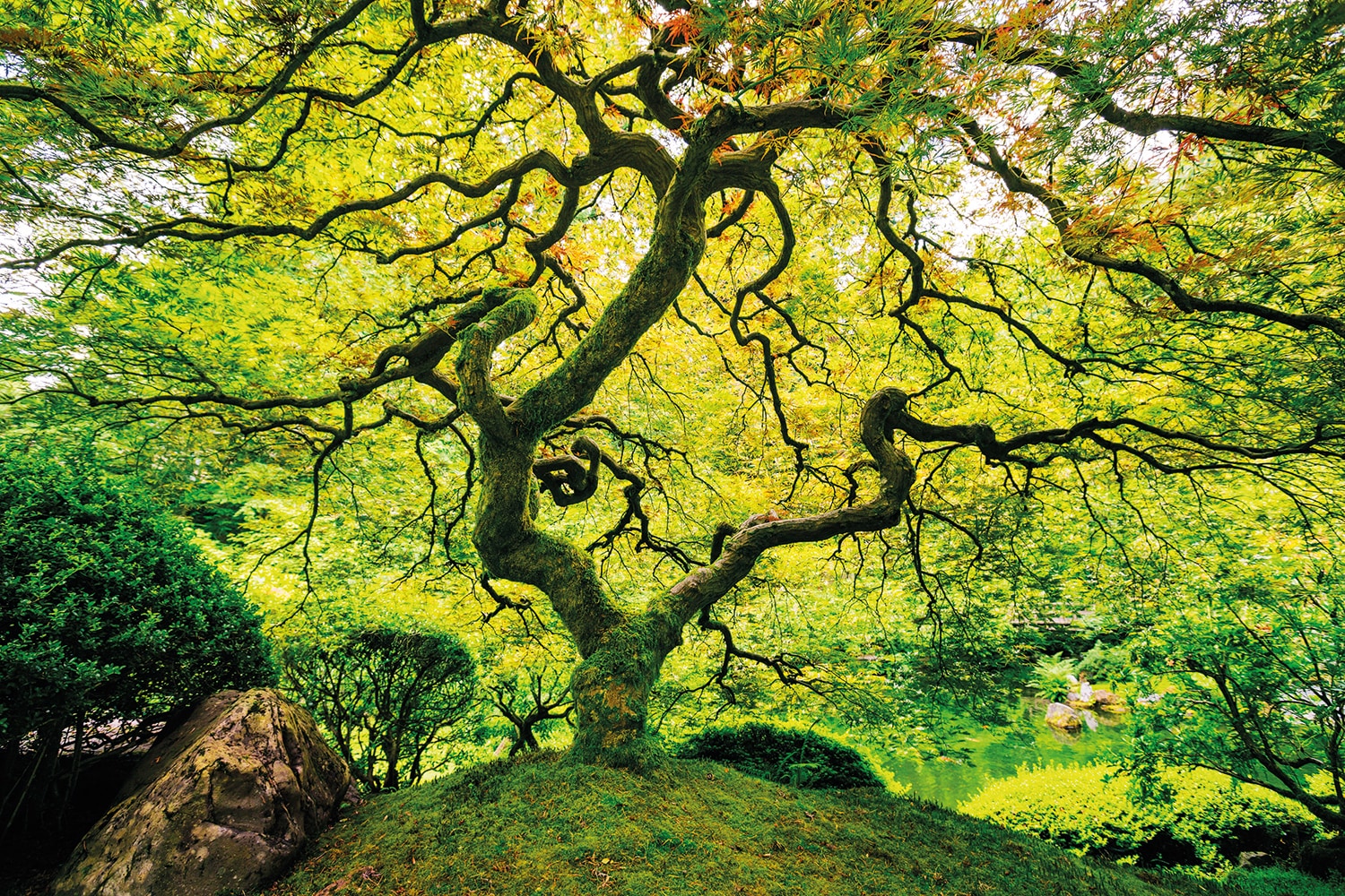 Papermoon Fototapete »Japanese Maple Tree« günstig online kaufen