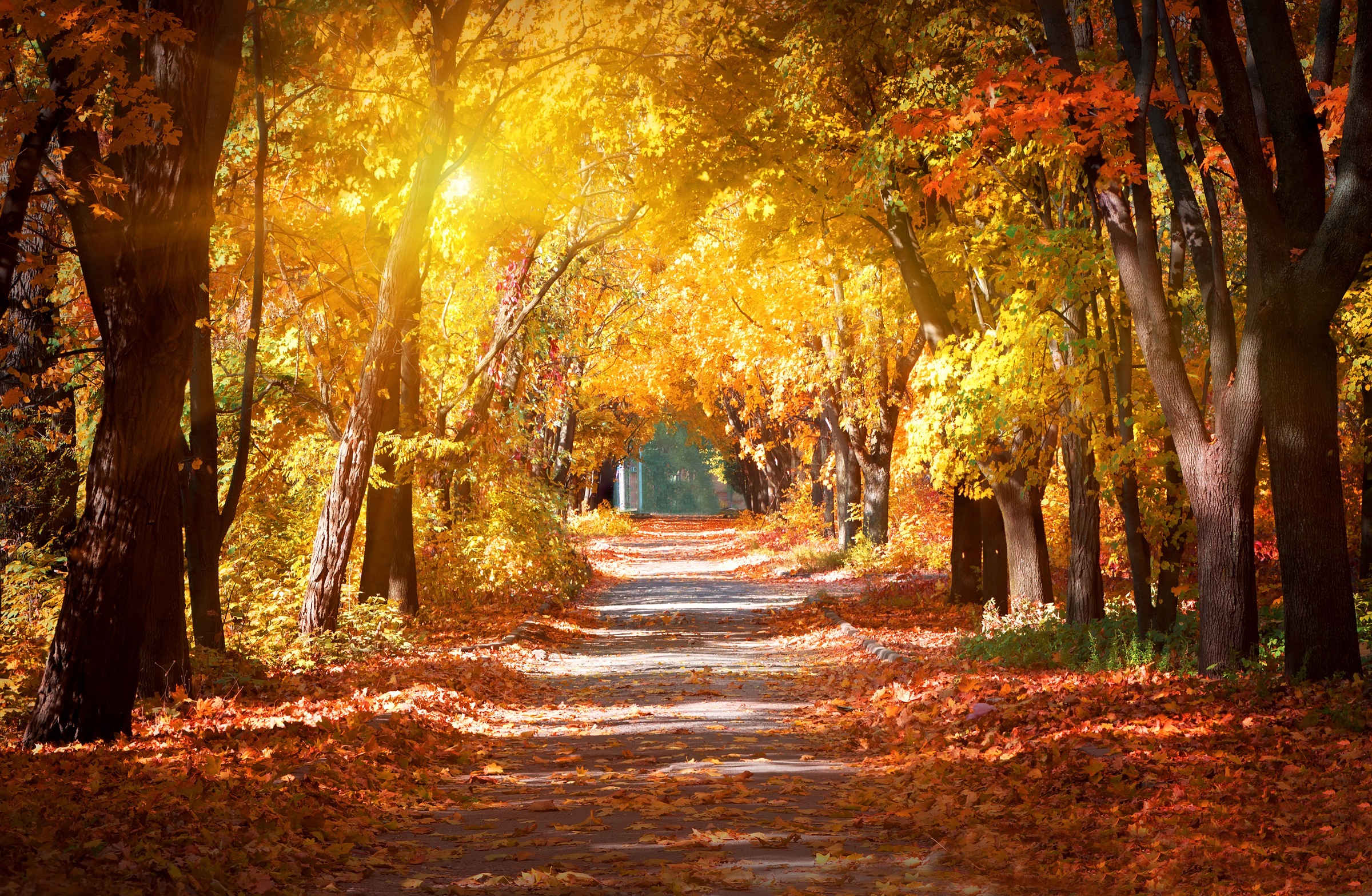 Papermoon Fototapete »Alley in the Autumn Park« glatt günstig online kaufen