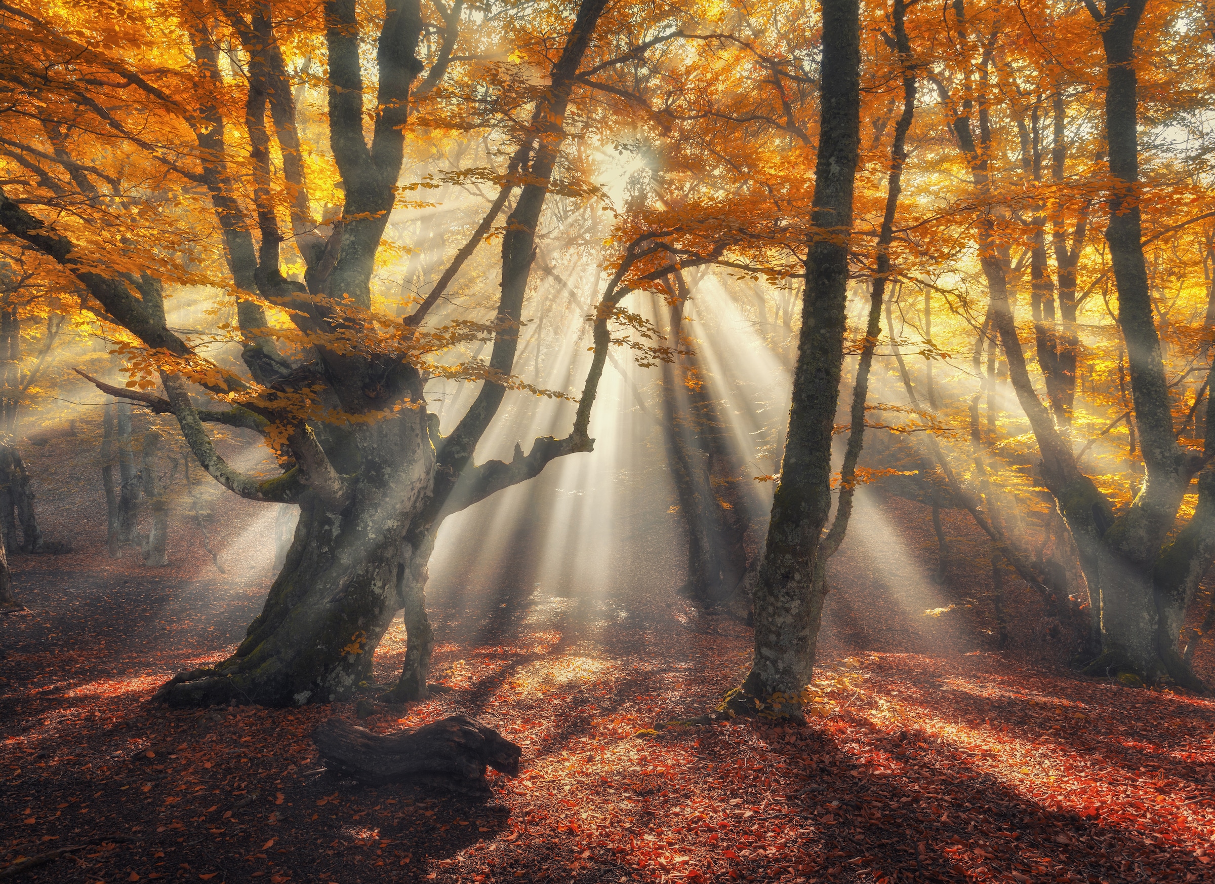 Papermoon Fototapete »Magical Old Trees« günstig online kaufen