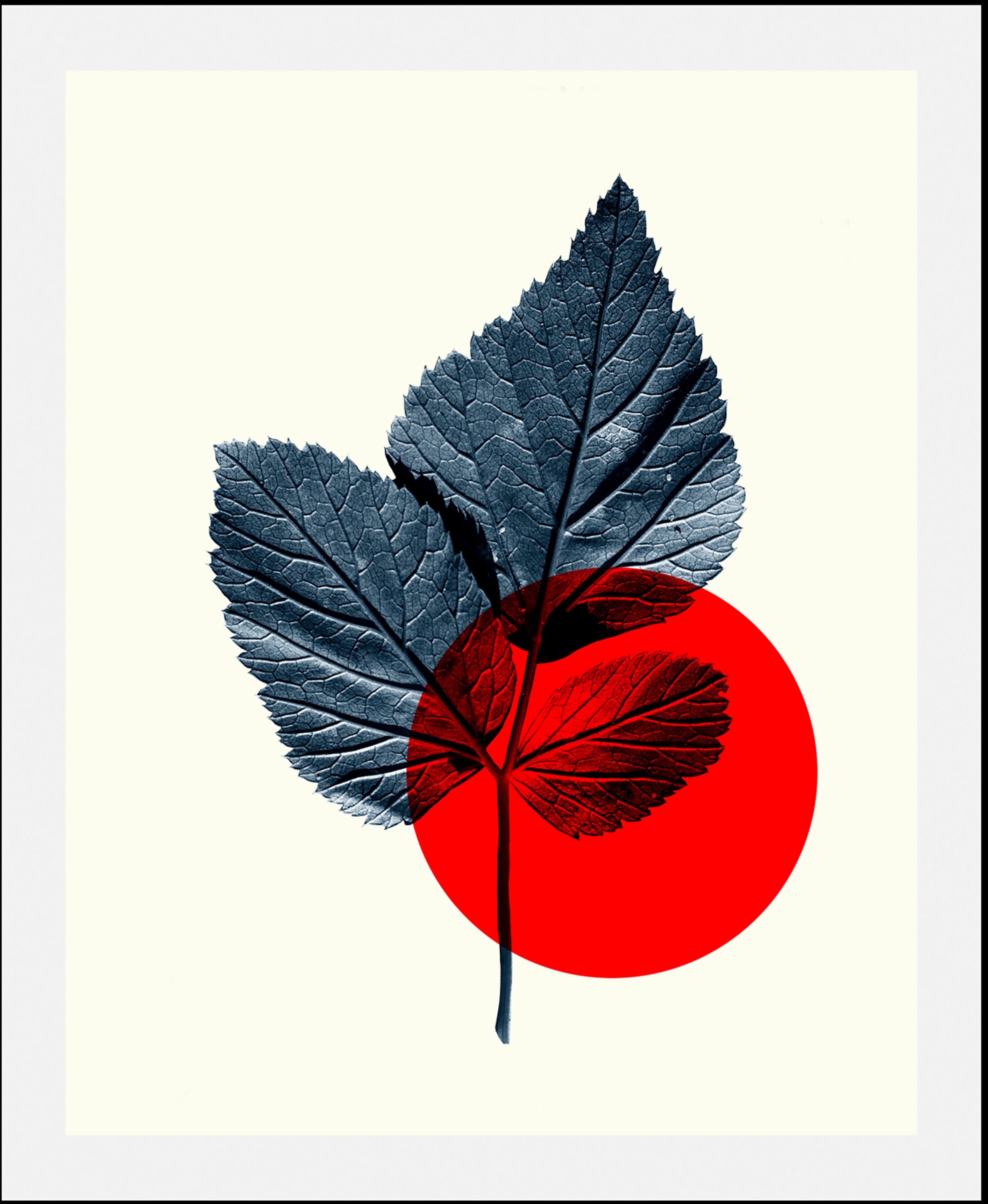 queence Bild »Focus«, Abstrakt-Pflanzen-Pflanzenbilder-Art-Figuren, (1 St.) günstig online kaufen