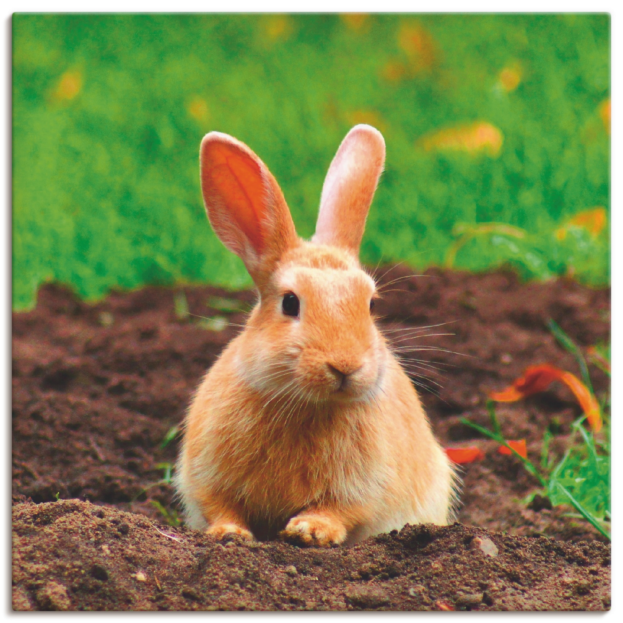 Artland Wandbild »Glückliches Zwergkaninchen«, Wildtiere, (1 St.), als Leinwandbild, Wandaufkleber in verschied. Größen
