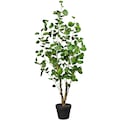 Creativ green Künstliche Zimmerpflanze »Fiederaralie«, (1 St.)