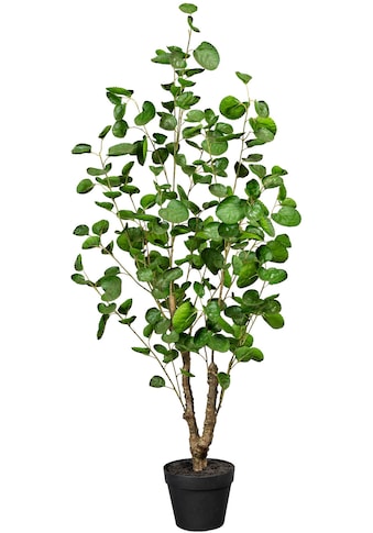 Creativ green Künstliche Zimmerpflanze »Fiederaralie«, (1 St.) kaufen