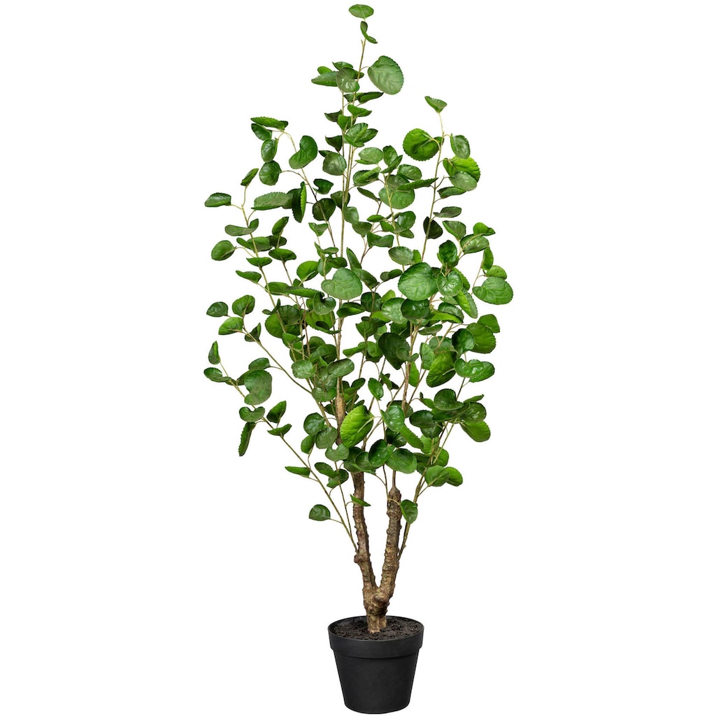 Creativ green Künstliche Zimmerpflanze »Fiederaralie«, (1 St.)