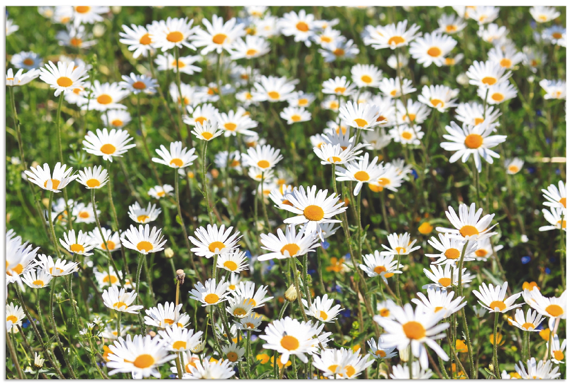 Artland Wandbild »Gänseblümchen« Blumen 1 Stk. tlg. als Alubild, Outdoorbil günstig online kaufen