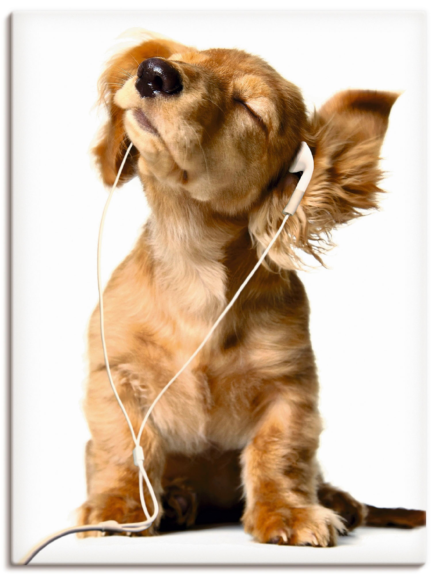 Artland Leinwandbild »Junger Hund hört Musik über Kopfhörer« Haustiere 1 St günstig online kaufen