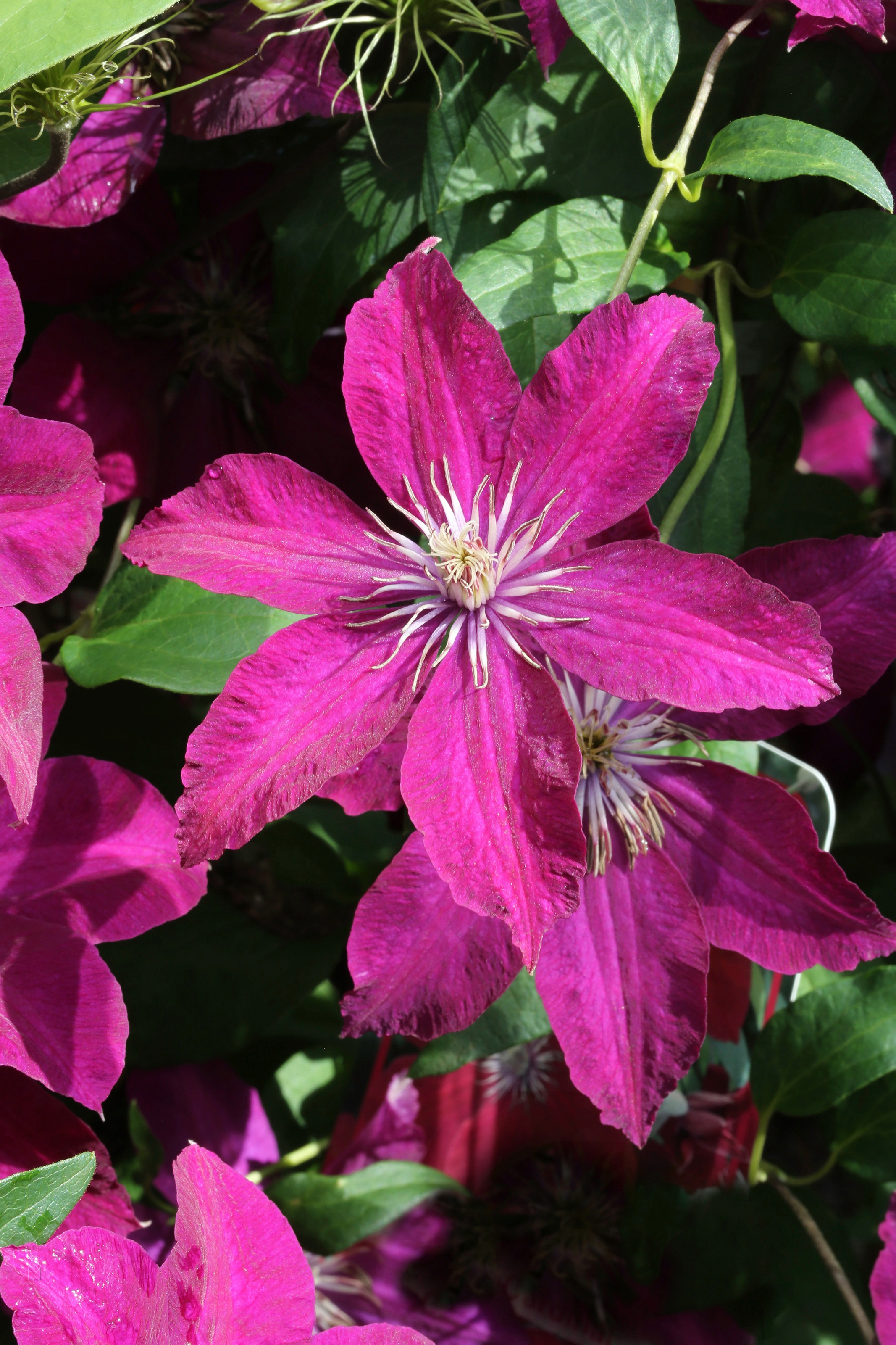 BCM Kletterpflanze »Waldrebe 'Rouge Cardinal'«, (1 St.), Höhe: 40-60 cm, 1 Pflanzen kaufen