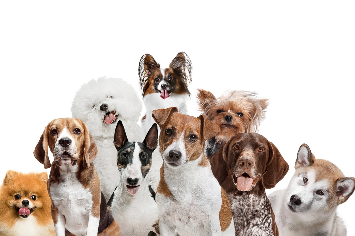 Papermoon Fototapete »Hunde« günstig online kaufen