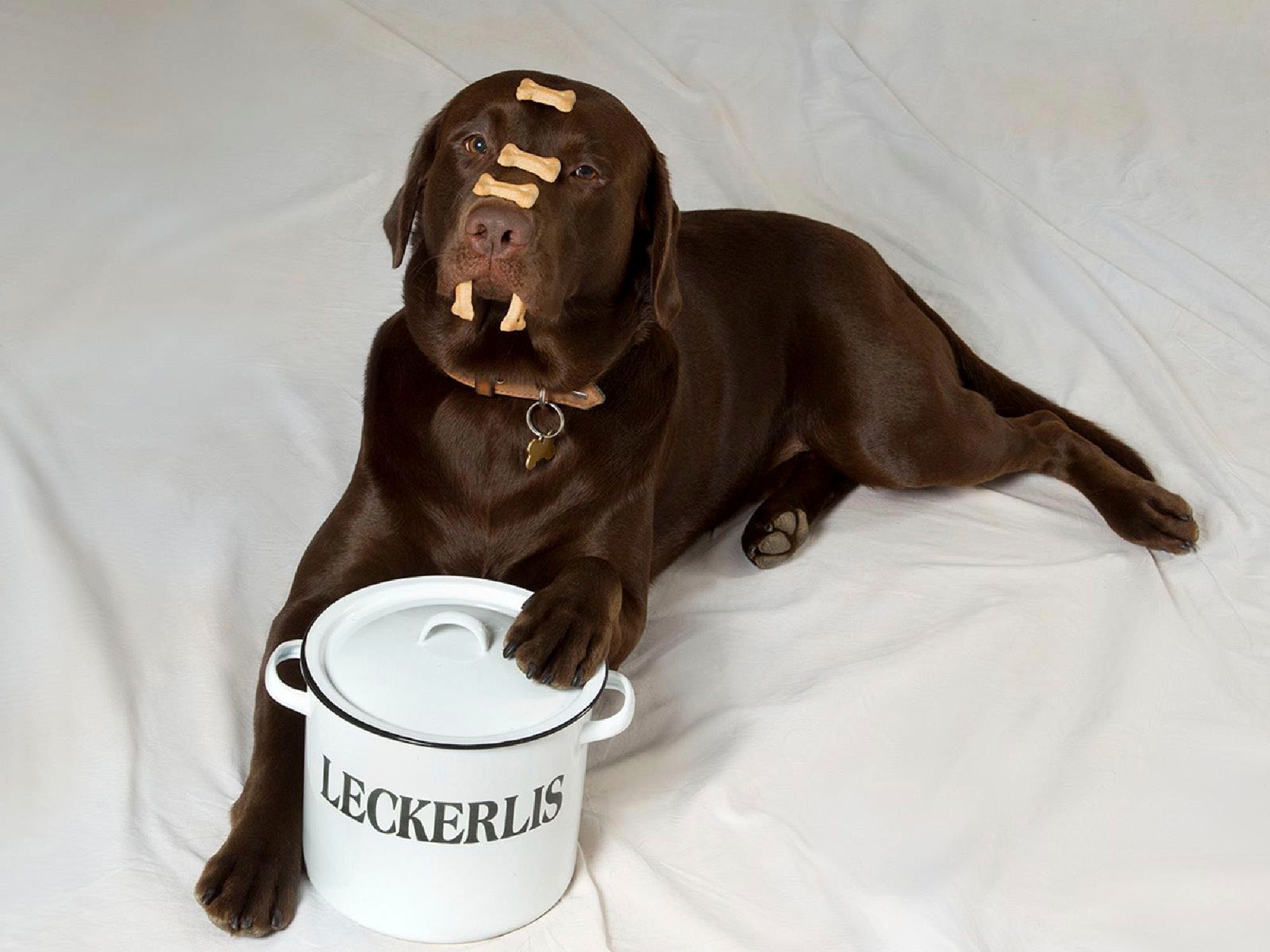 Ambiente Haus Dose »Vorratsbehälter Leckerli aus Emaille«