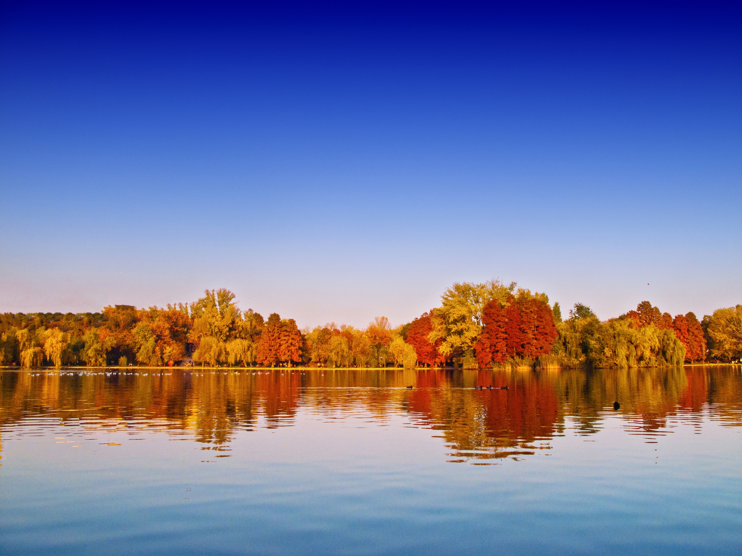 Papermoon Fototapete »Autumn Lake« glatt günstig online kaufen