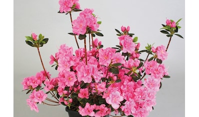 BCM Gehölze »Rhododendron Japanische Azalee 'Drapa'«, (1 St.), Höhe: 15-20 cm, 1 Pflanze kaufen