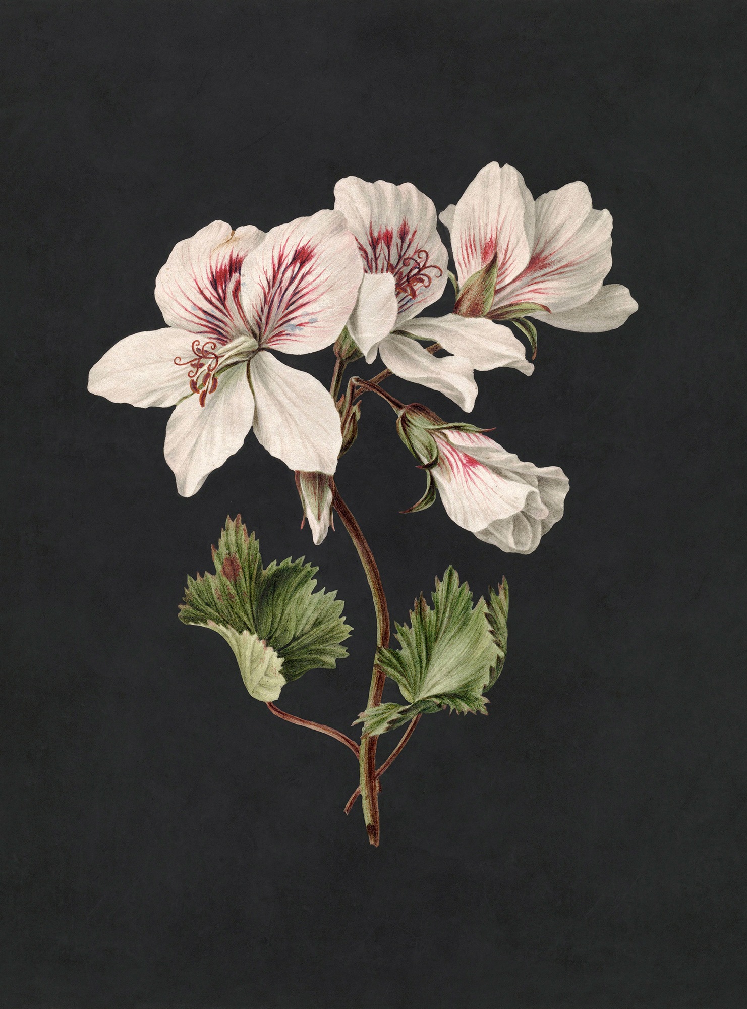 living walls Fototapete »Walls by Patel Midnight Garden« glatt Vlies, Wand günstig online kaufen