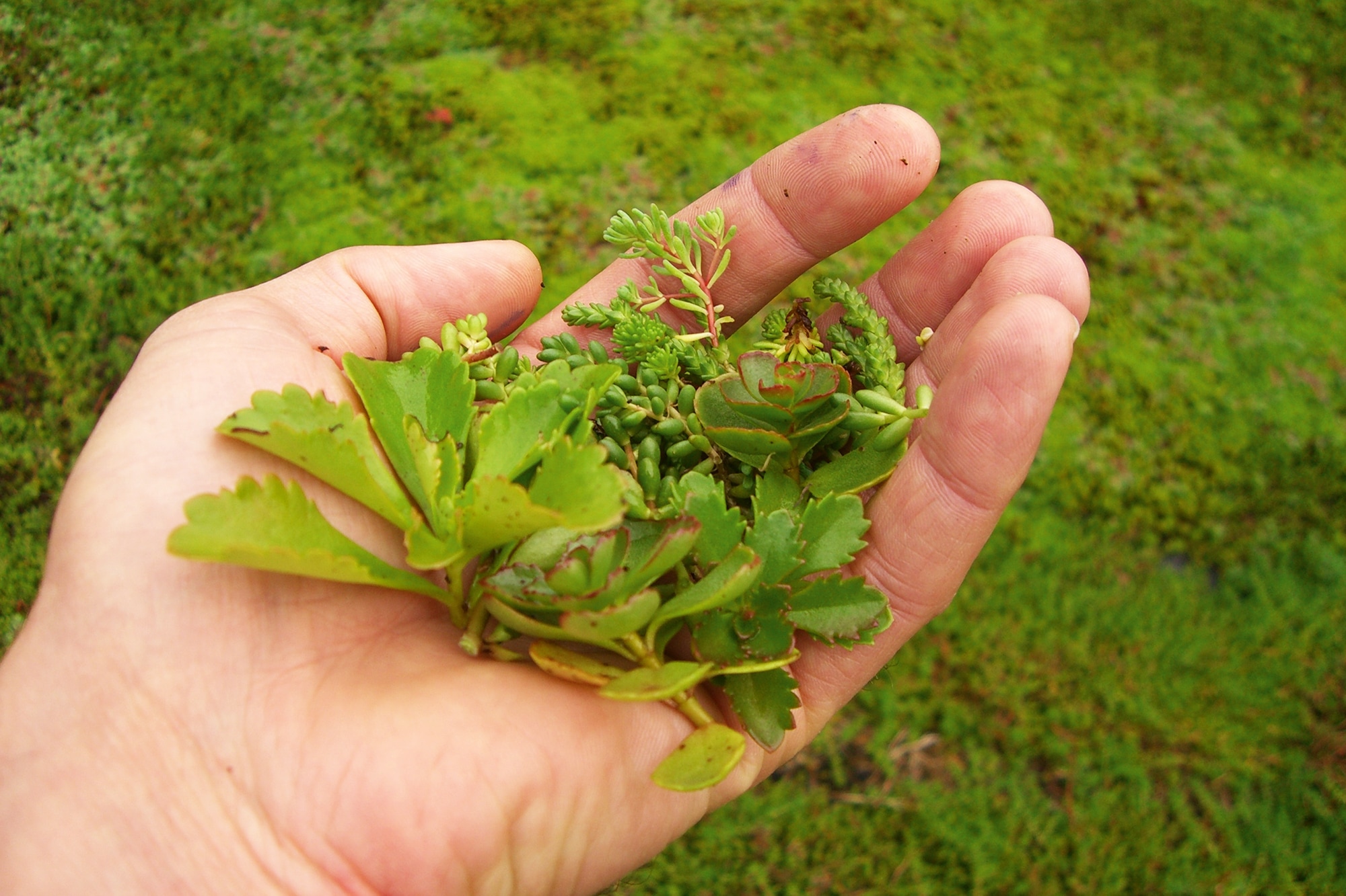 Skanholz Pflanzeinsatz »Dachbegrünung« für Carport Emsland/Wendland