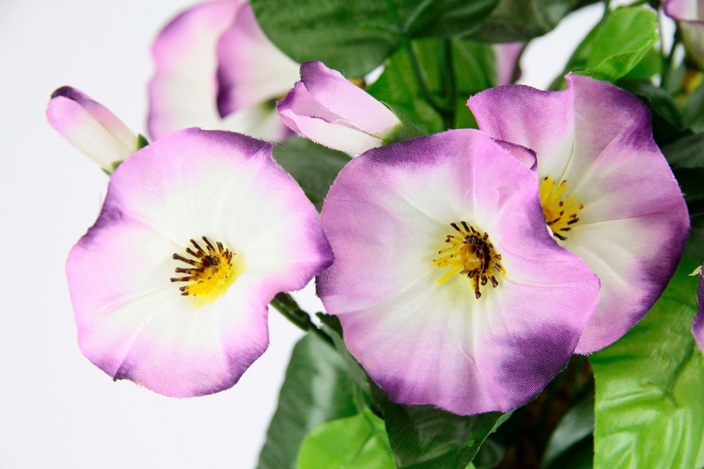 I.GE.A. Kunstblume »Petunien«, Im Topf, 2er Set Petunien Zierpflanze Glockenblume klein Blumen Deko