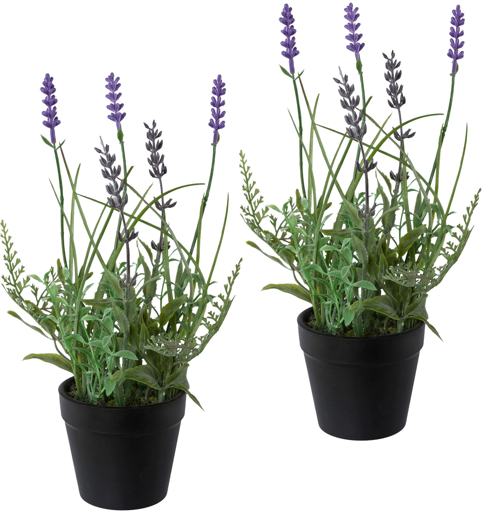 Lavendel auf Raten kaufen