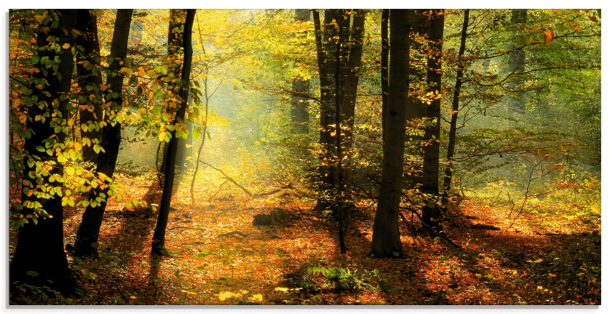 Artland Glasbild »Herbstlicht im Wald«, Wald, (1 St.), in verschiedenen Grö günstig online kaufen