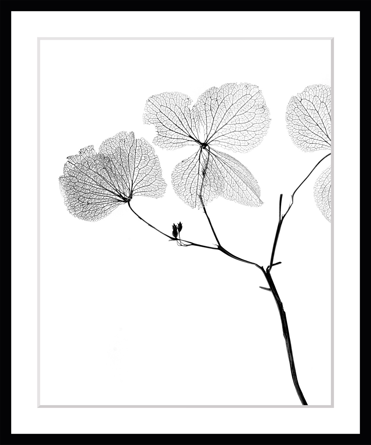 queence Bild »Kaja«, Blumen, Blumen, gerahmt günstig online kaufen