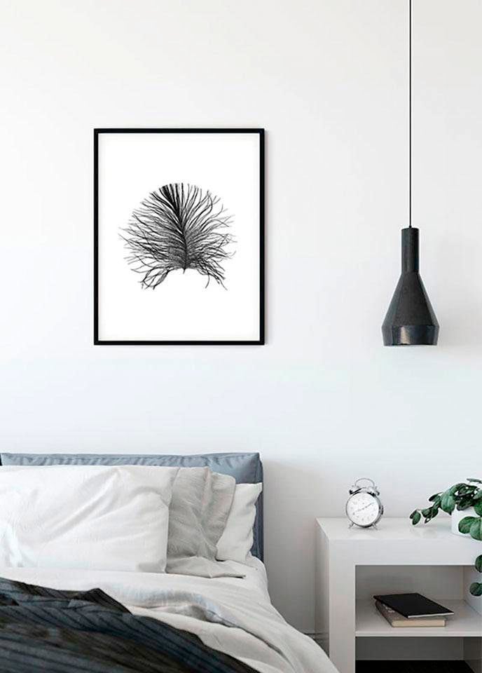 Komar Bild »Feather White« Federn 1 Stk. tlg. Wandbild zur Dekoration - ohne Rahmen