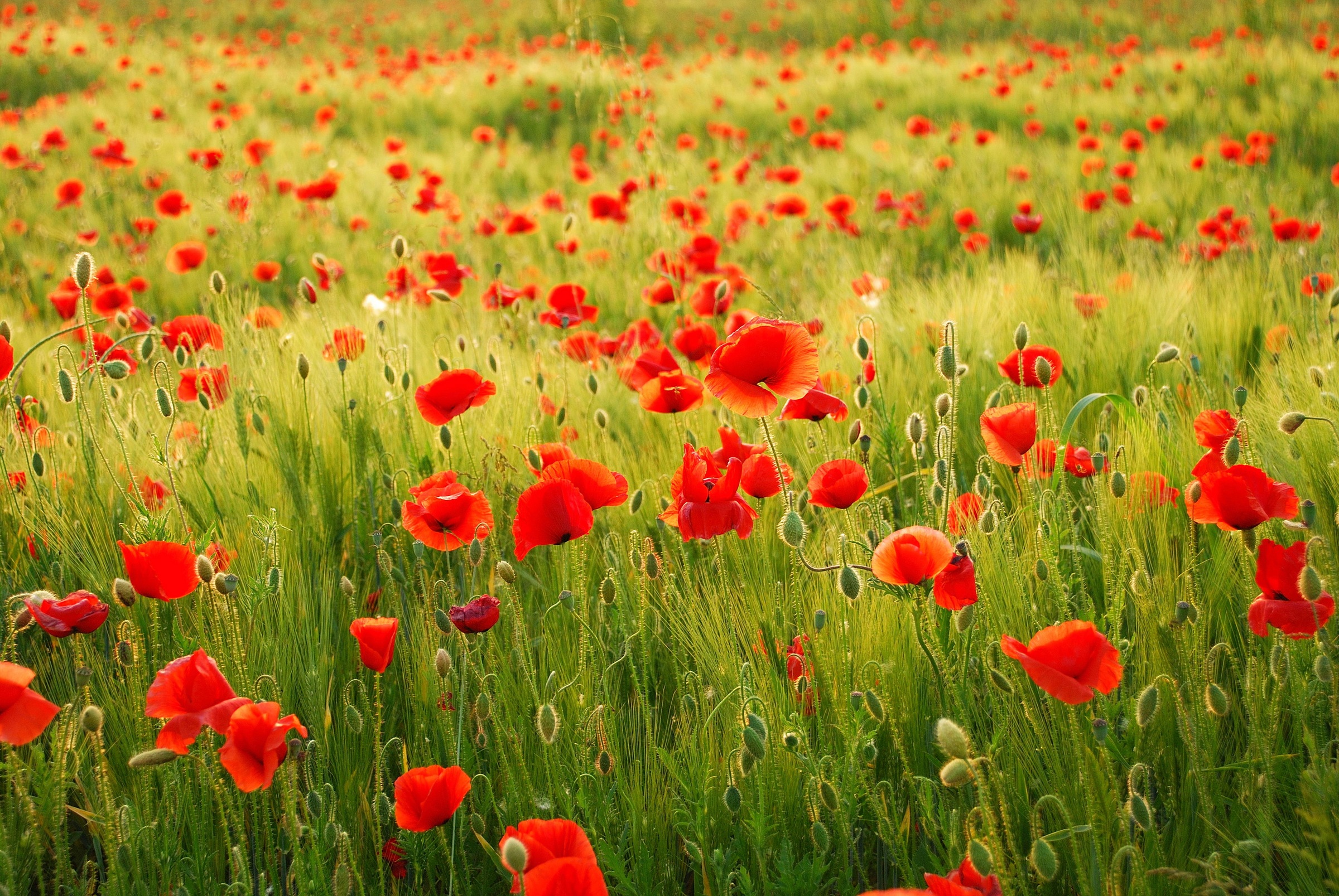 Papermoon Fototapete »Field of Poppies« glatt günstig online kaufen