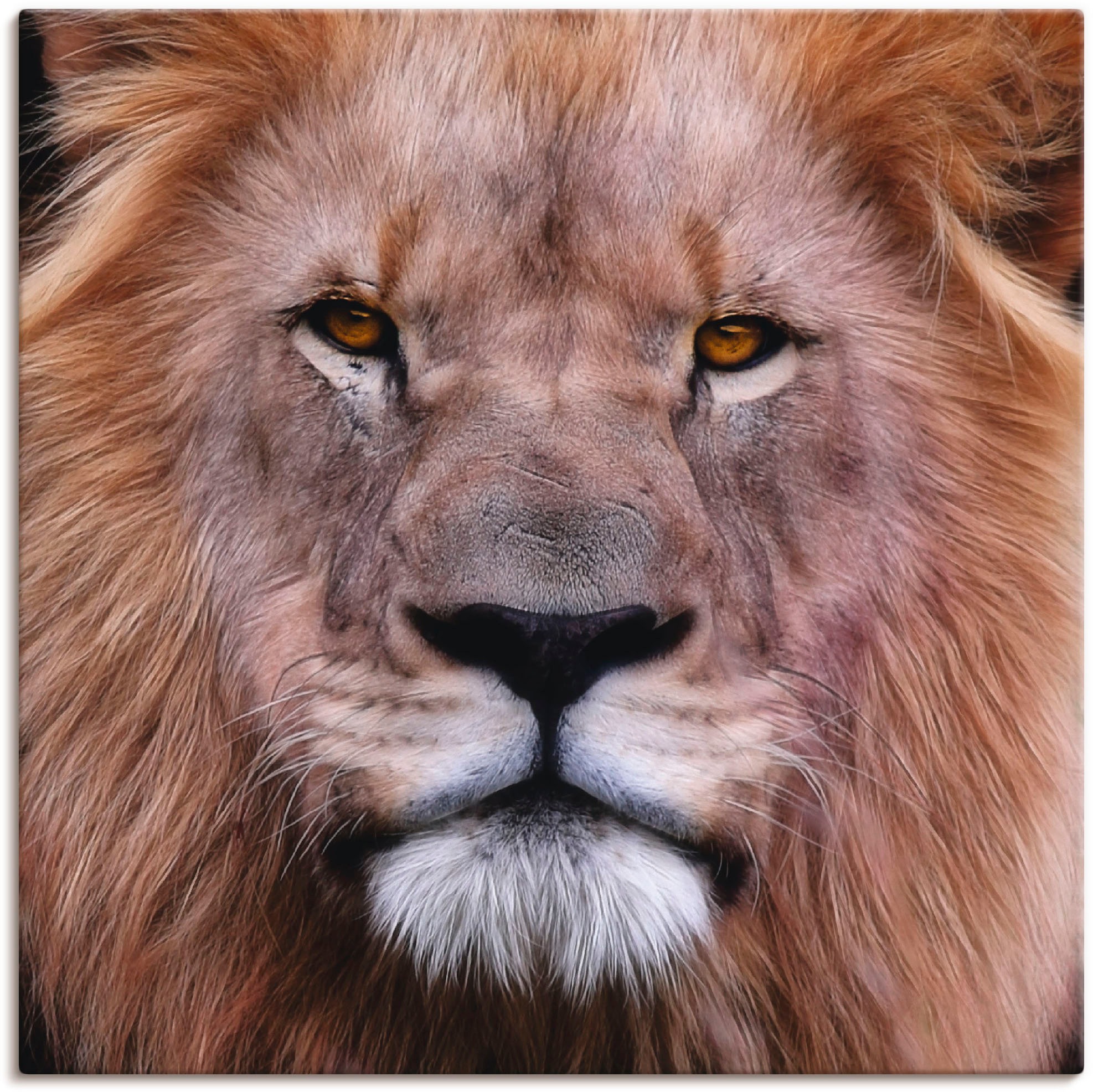 Artland Leinwandbild »König der Löwen«, Wildtiere, (1 St.), auf Keilrahmen gespannt