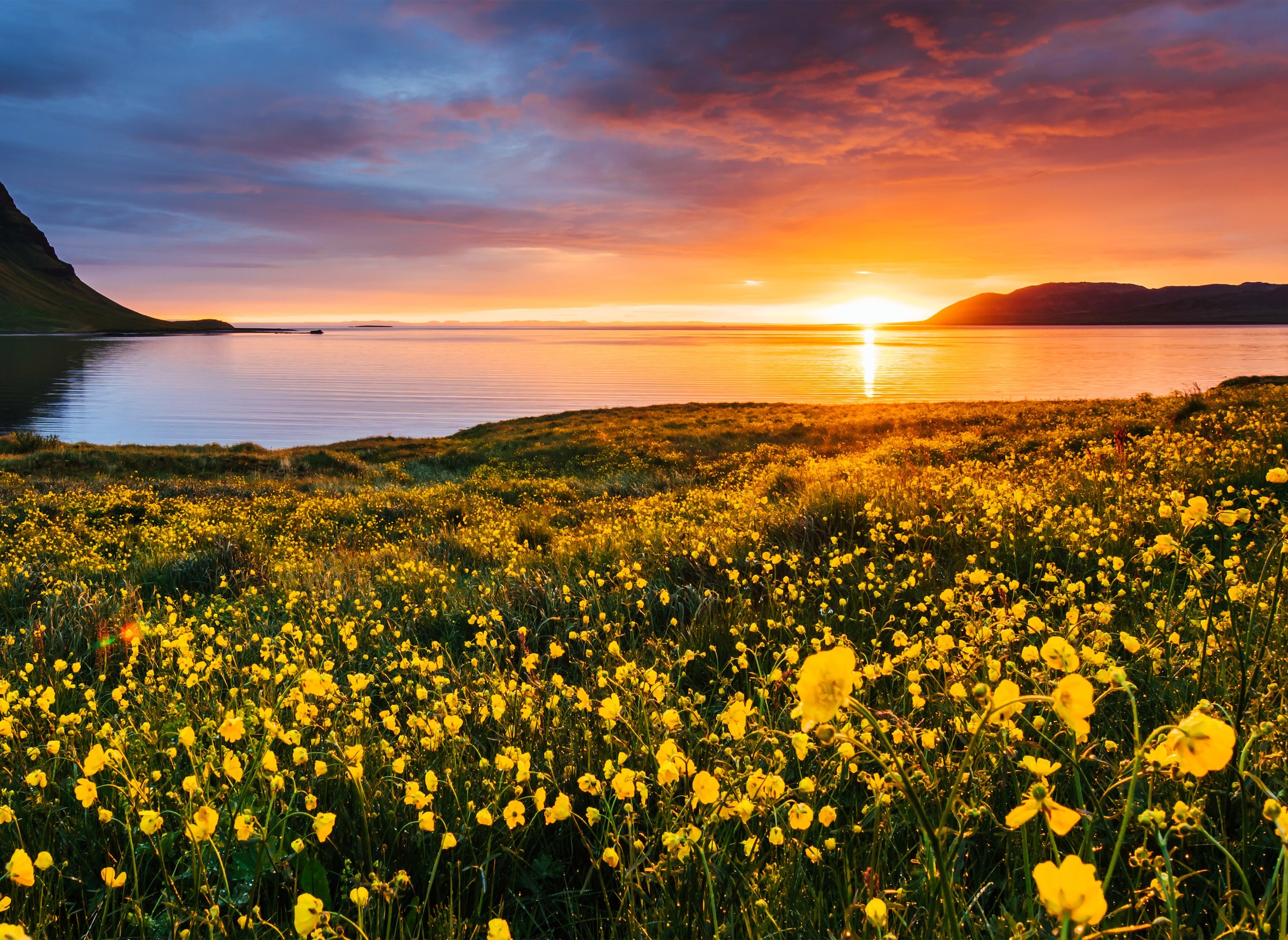 Papermoon Fototapete »Flower Field Kirkjufell Iceland« günstig online kaufen