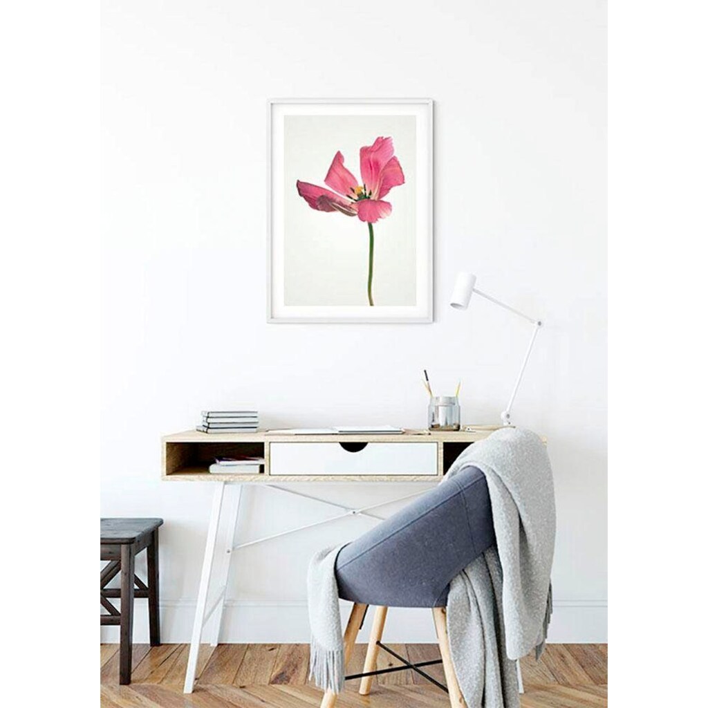 Komar Poster »Tulip«, Blumen, (1 St.)
