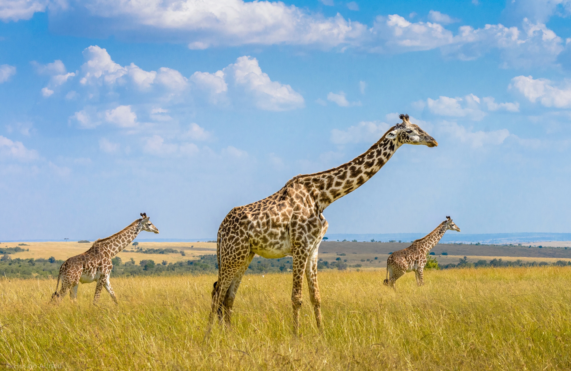 Papermoon Fototapete »Photo-Art HUSAIN ALFRAID, TRIO-GIRAFFEN« günstig online kaufen